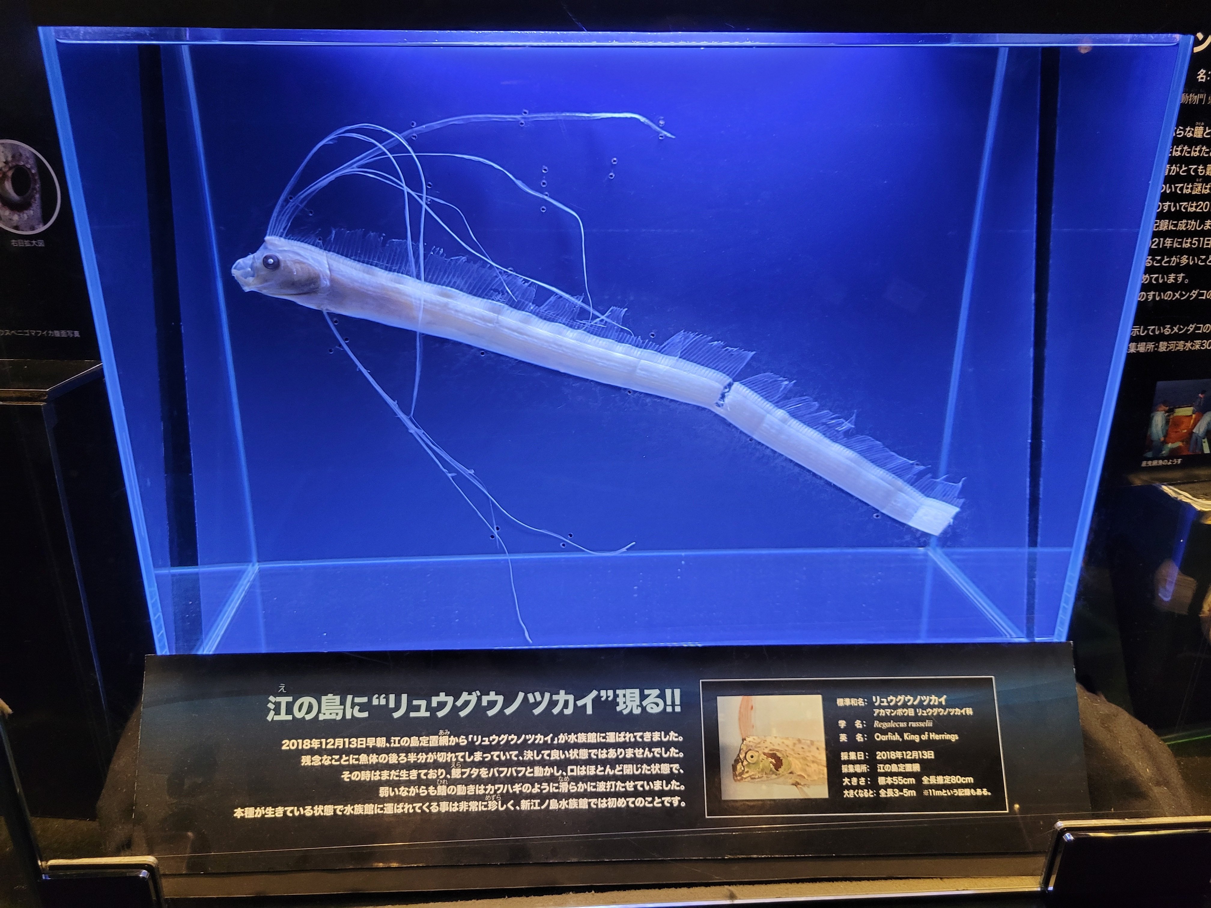 ディギ　リュウグウノツカイ リュウグウノツカイ…巨大深海魚、浮上の謎 - 日本経済新聞