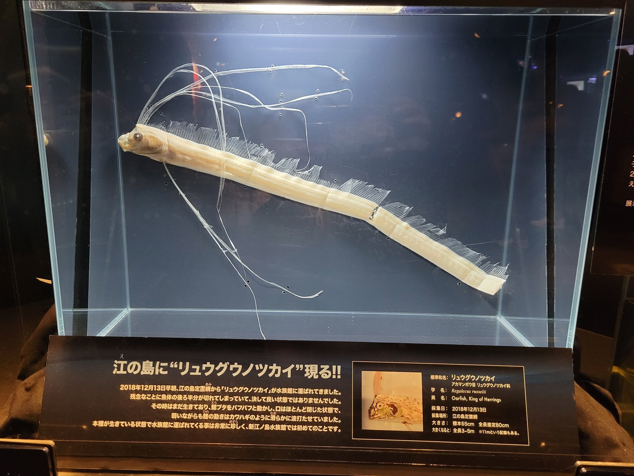 新江ノ島水族館】リュウグウノツカイ｜ドーナツ