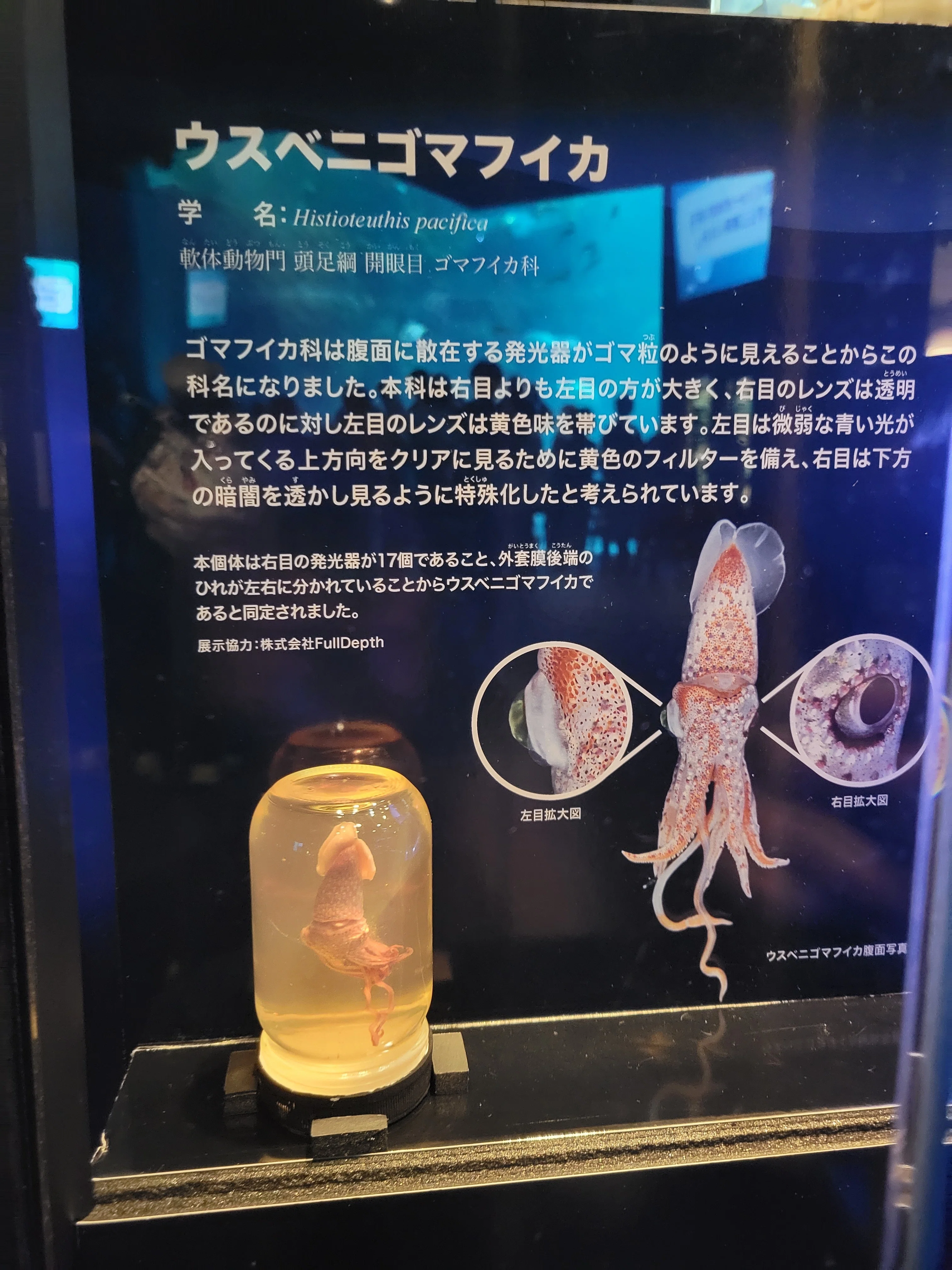 新江ノ島水族館】リュウグウノツカイ｜ドーナツ