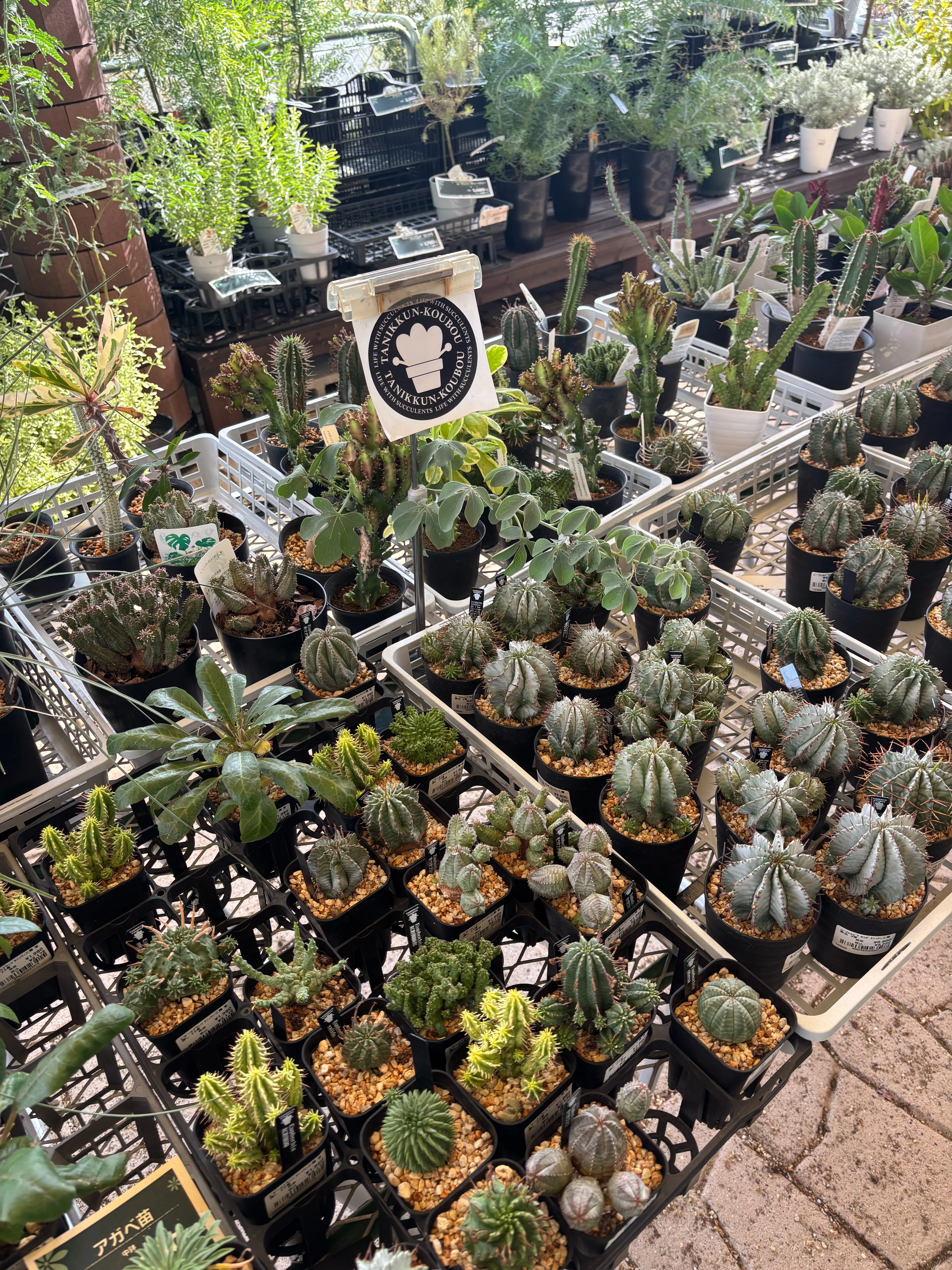 オキシベロン②があった！コーナン港北インター店『Gardens』に行っ