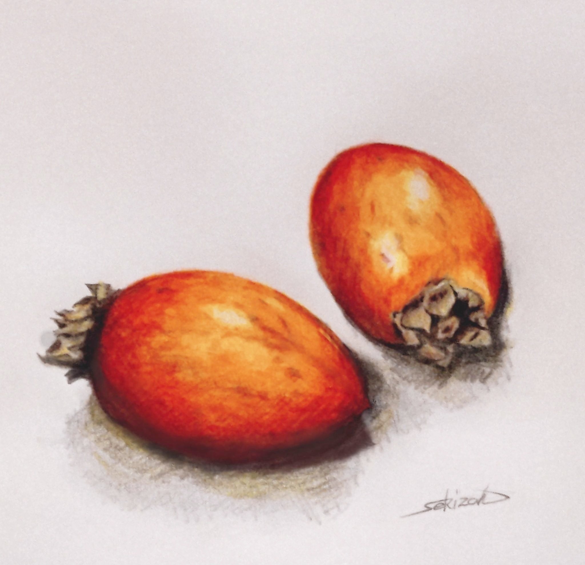 干し柿 鉛筆画 筆柿』色鉛筆画｜せきぞう、