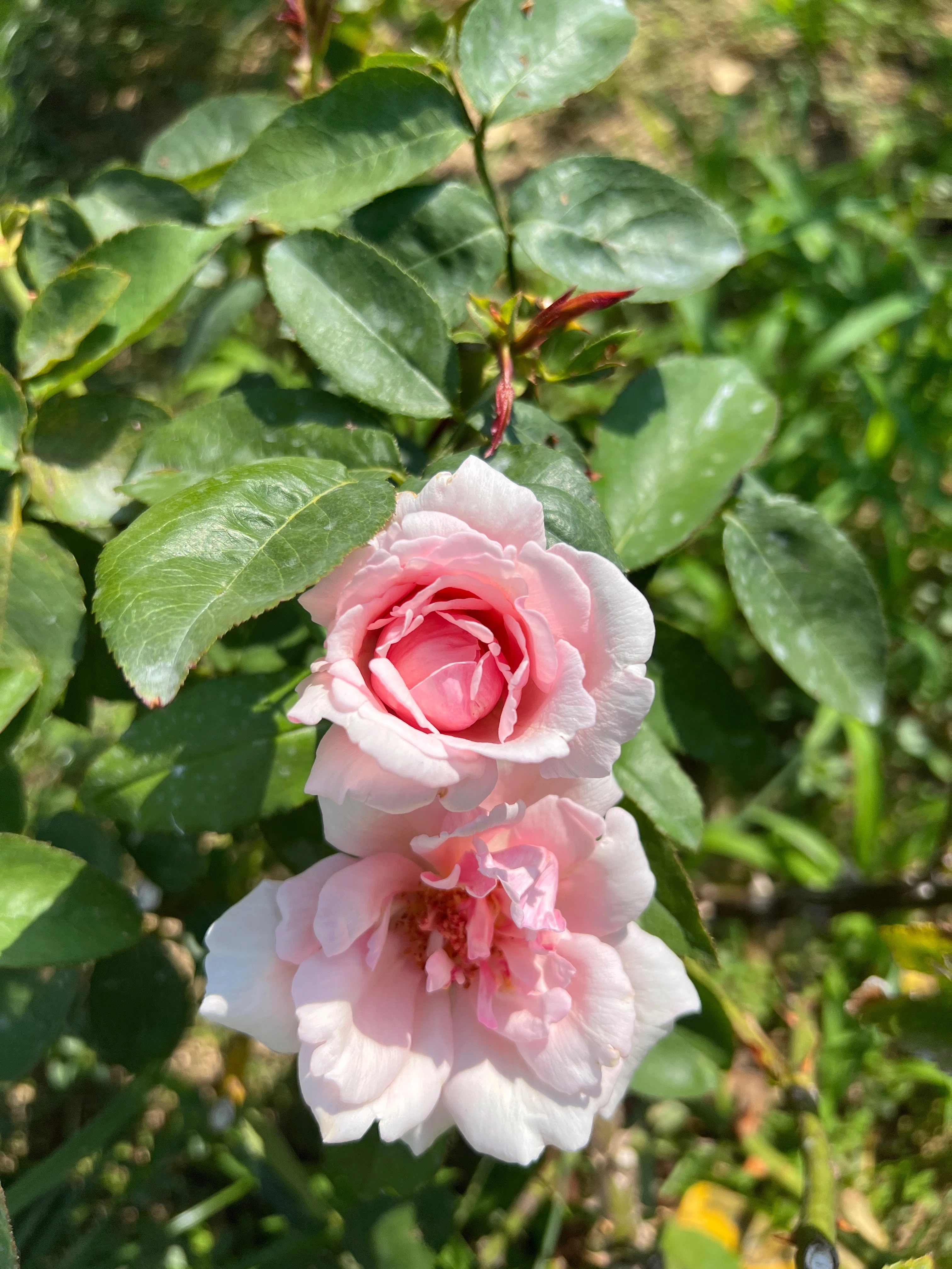 🇫🇷Madame Léon Pain 🌹 Nakanoshima Rose Garden｜ぱぽにゃん🌹薔薇