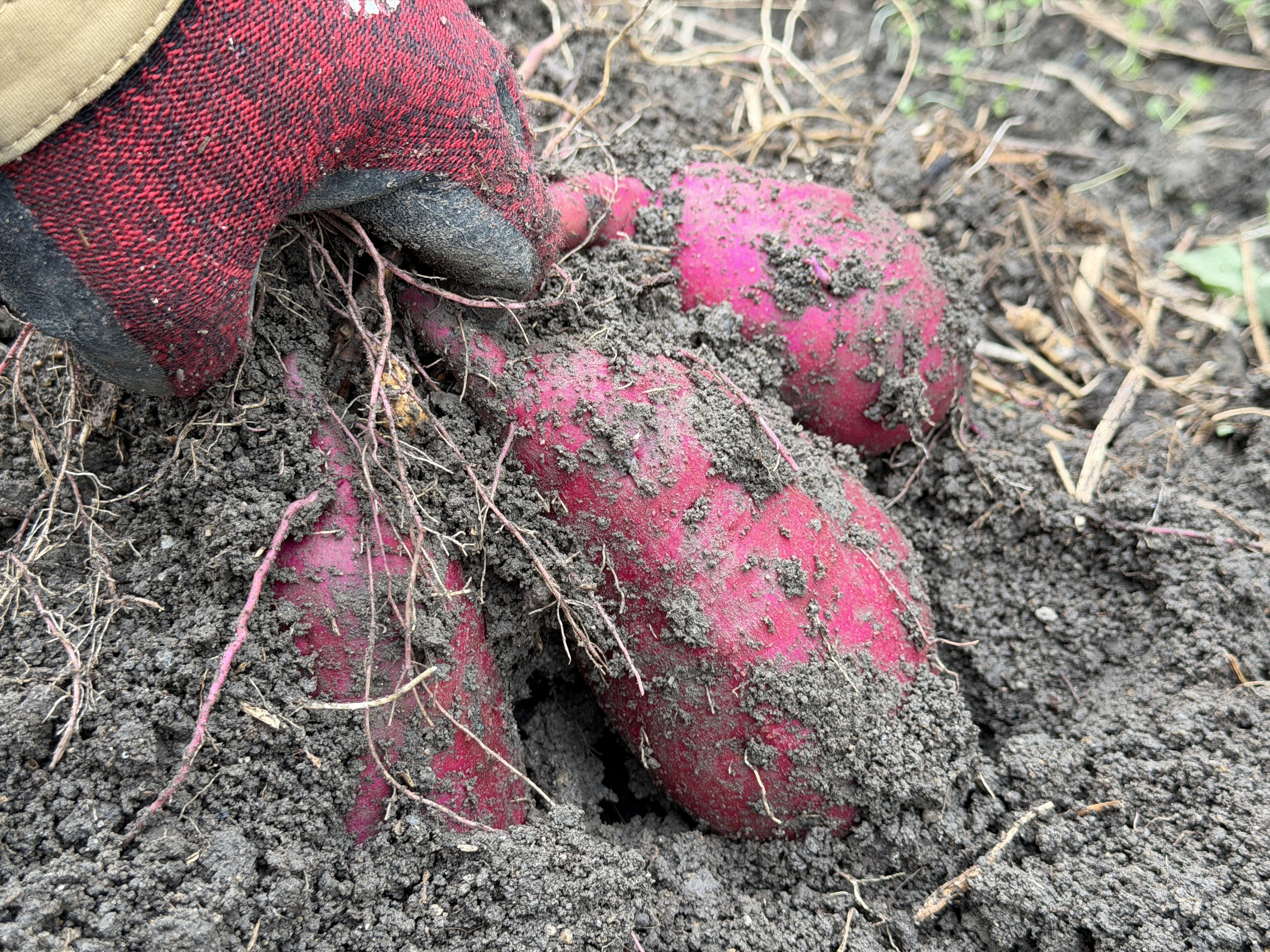 驚きの高糖度！じっくり焼いて極上の甘みを味わいたい「紅はるか