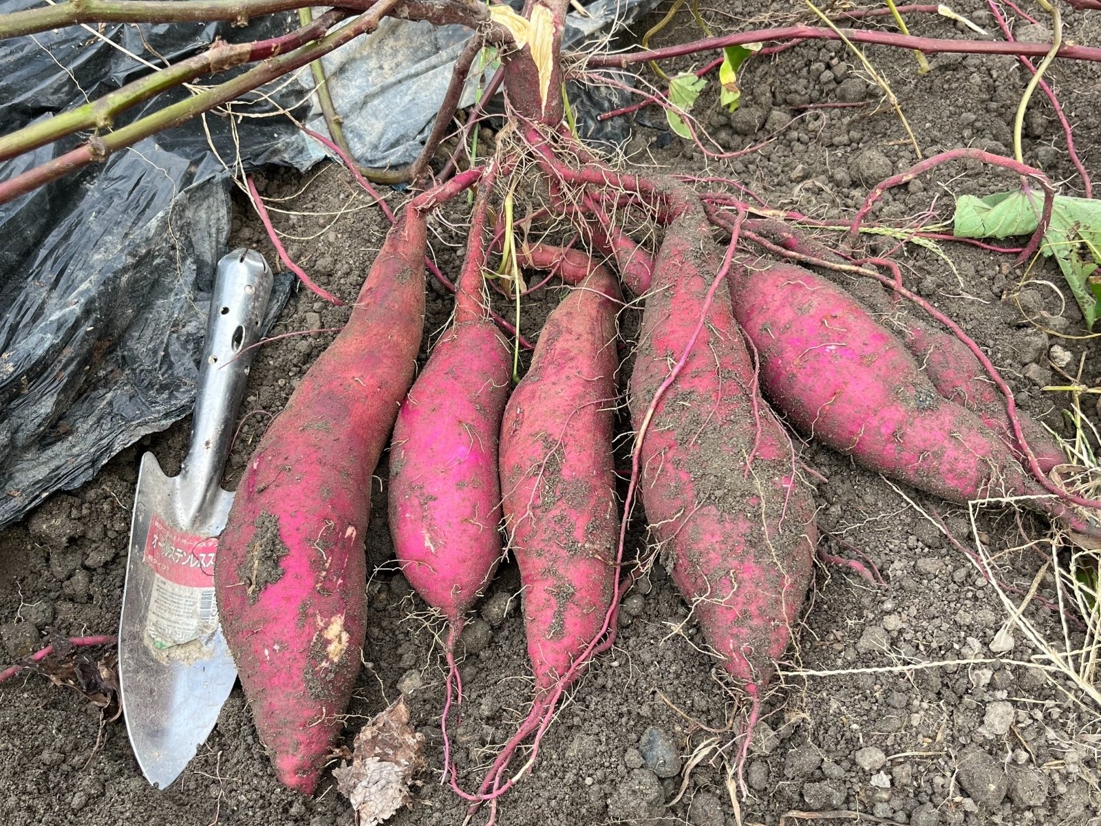驚きの高糖度！じっくり焼いて極上の甘みを味わいたい「紅はるか