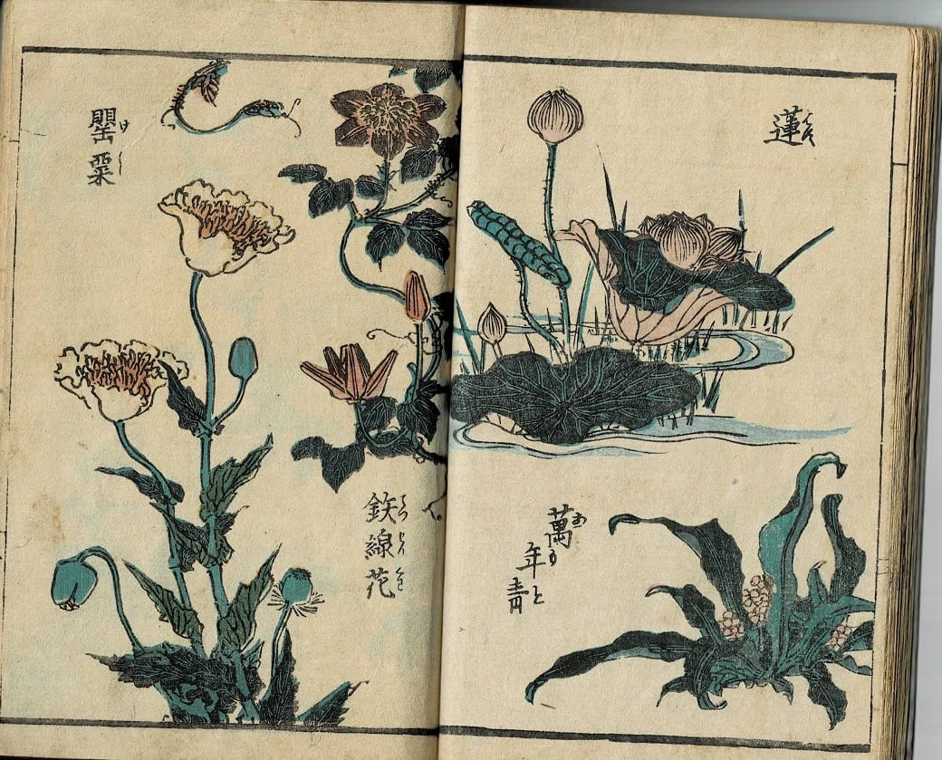 『艸花繪手本』Kusabana E-tehon(ita.)英泉漁翁[画]｜ars