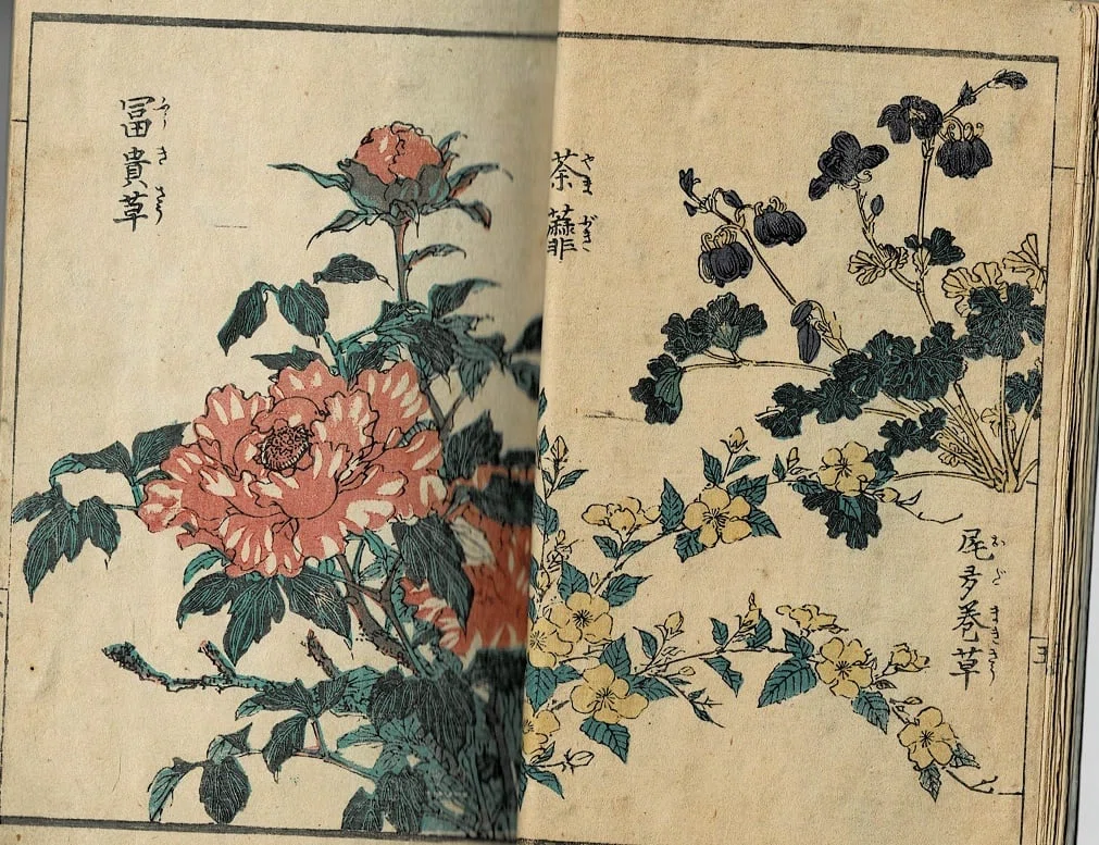 『艸花繪手本』Kusabana E-tehon(ita.)英泉漁翁[画]｜ars