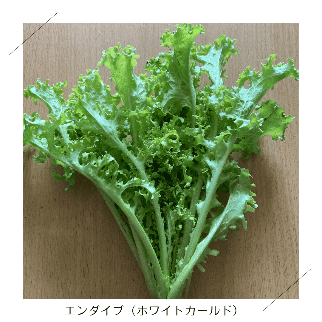 2025.12.29 更新】今回お届けする野菜リスト｜リクガメのごはん屋さん