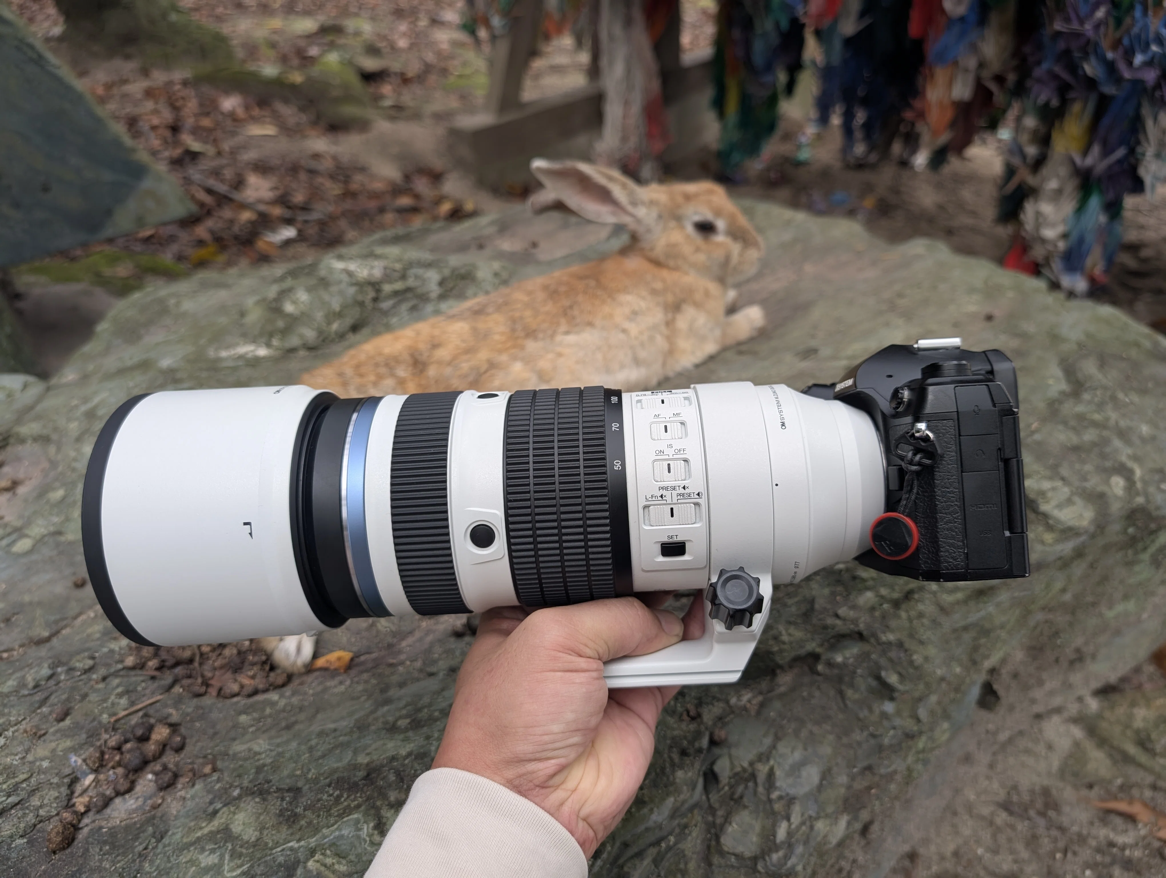 大久野島でウサギ撮影│50-200mm F2.8│OM SYSTEM｜もみじ卍ゅう