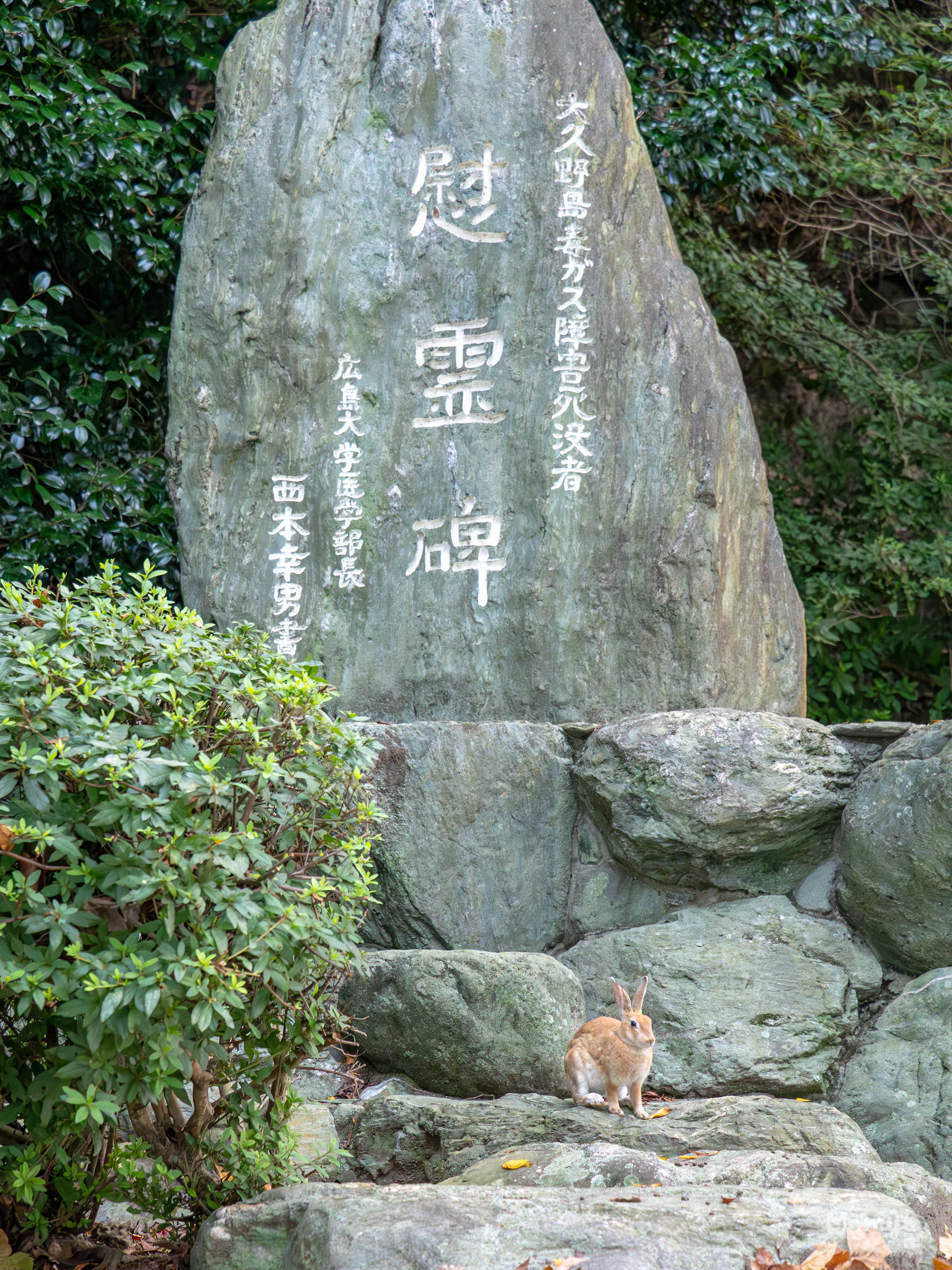大久野島でウサギ撮影│50-200mm F2.8│OM SYSTEM｜もみじ卍ゅう