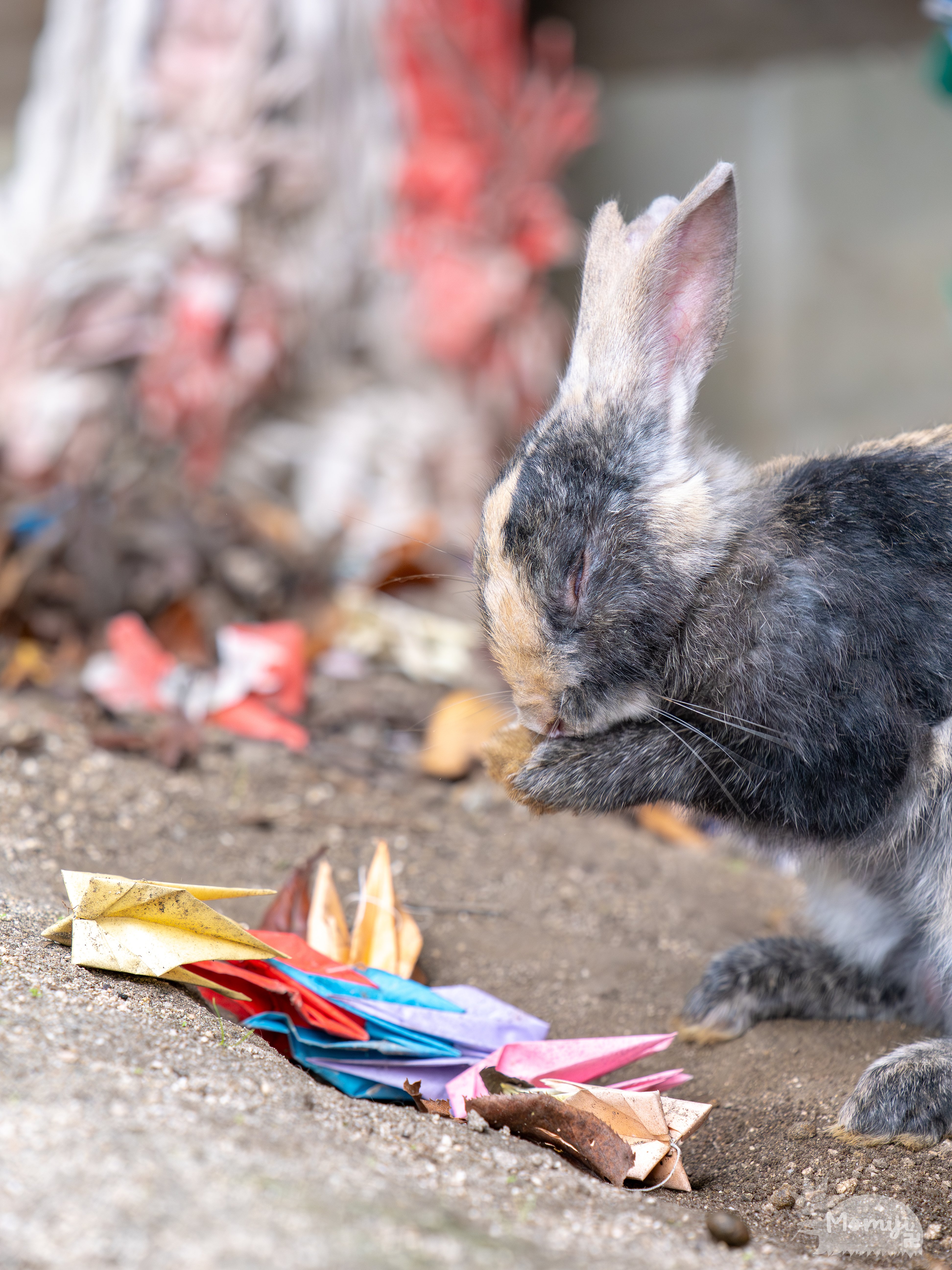 大久野島でウサギ撮影│50-200mm F2.8│OM SYSTEM｜もみじ卍ゅう