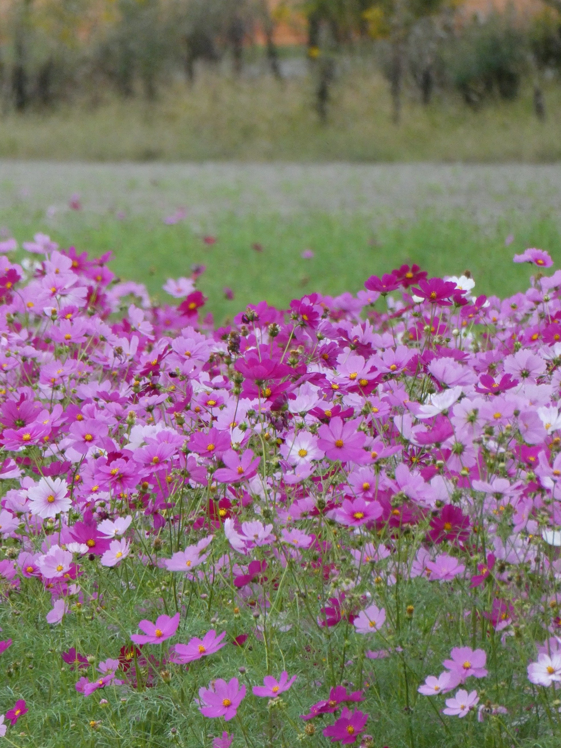 写真】笠岡ベイファームのコスモス【LUMIX TZ99】【2025.10.25】｜はっしー