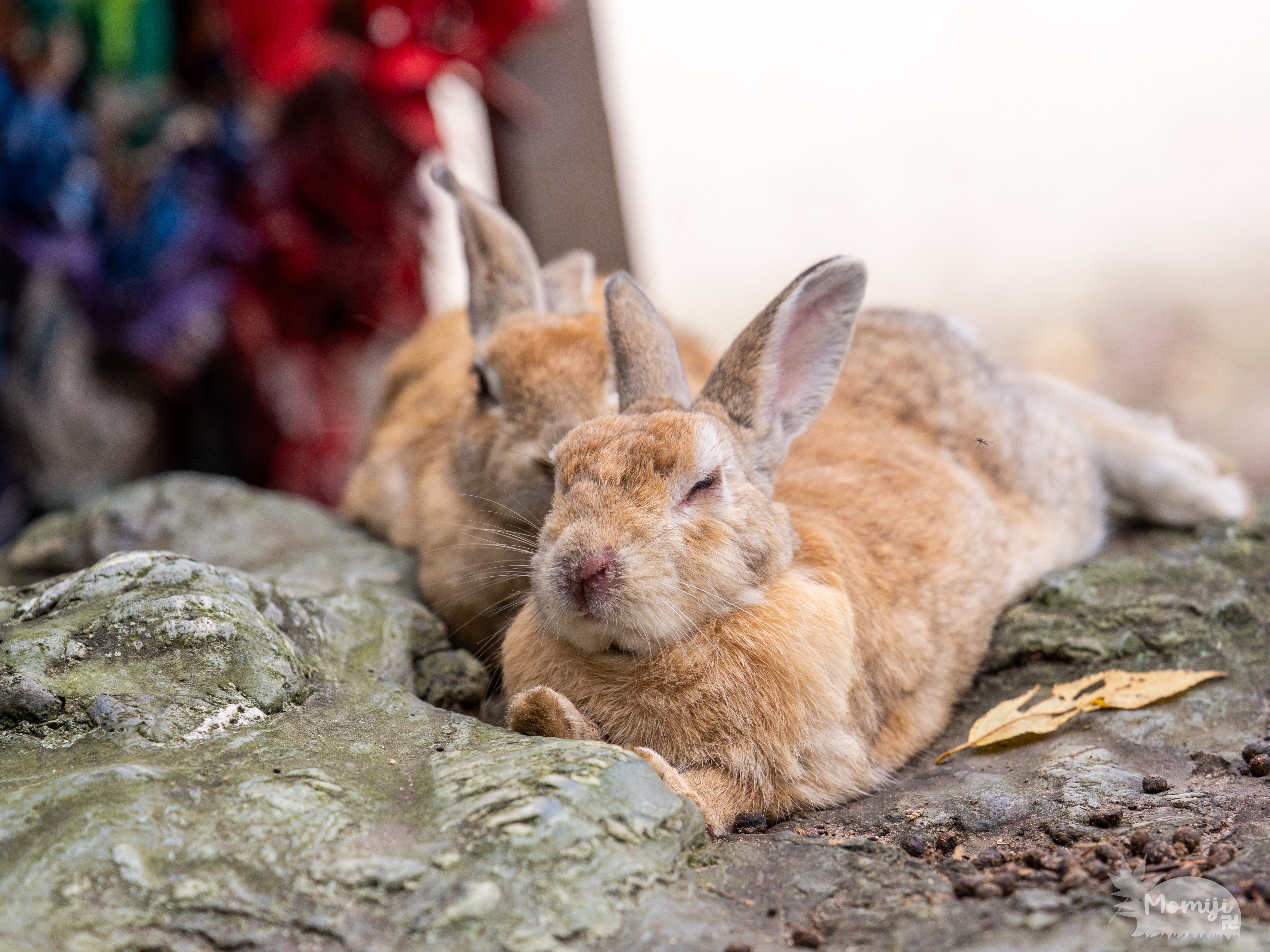 大久野島でウサギ撮影│50-200mm F2.8│OM SYSTEM｜もみじ卍ゅう/写真