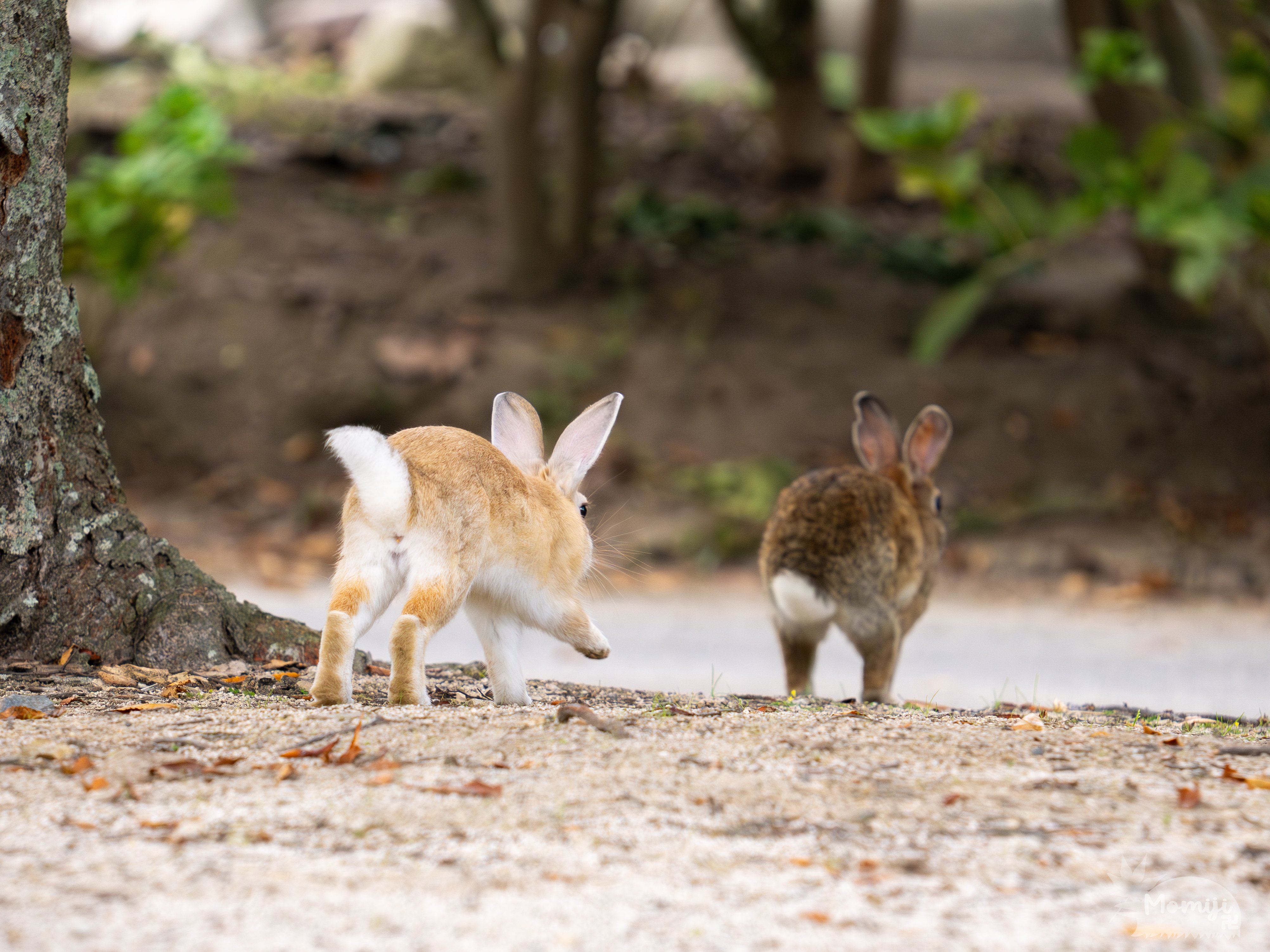 大久野島でウサギ撮影│50-200mm F2.8│OM SYSTEM｜もみじ卍ゅう