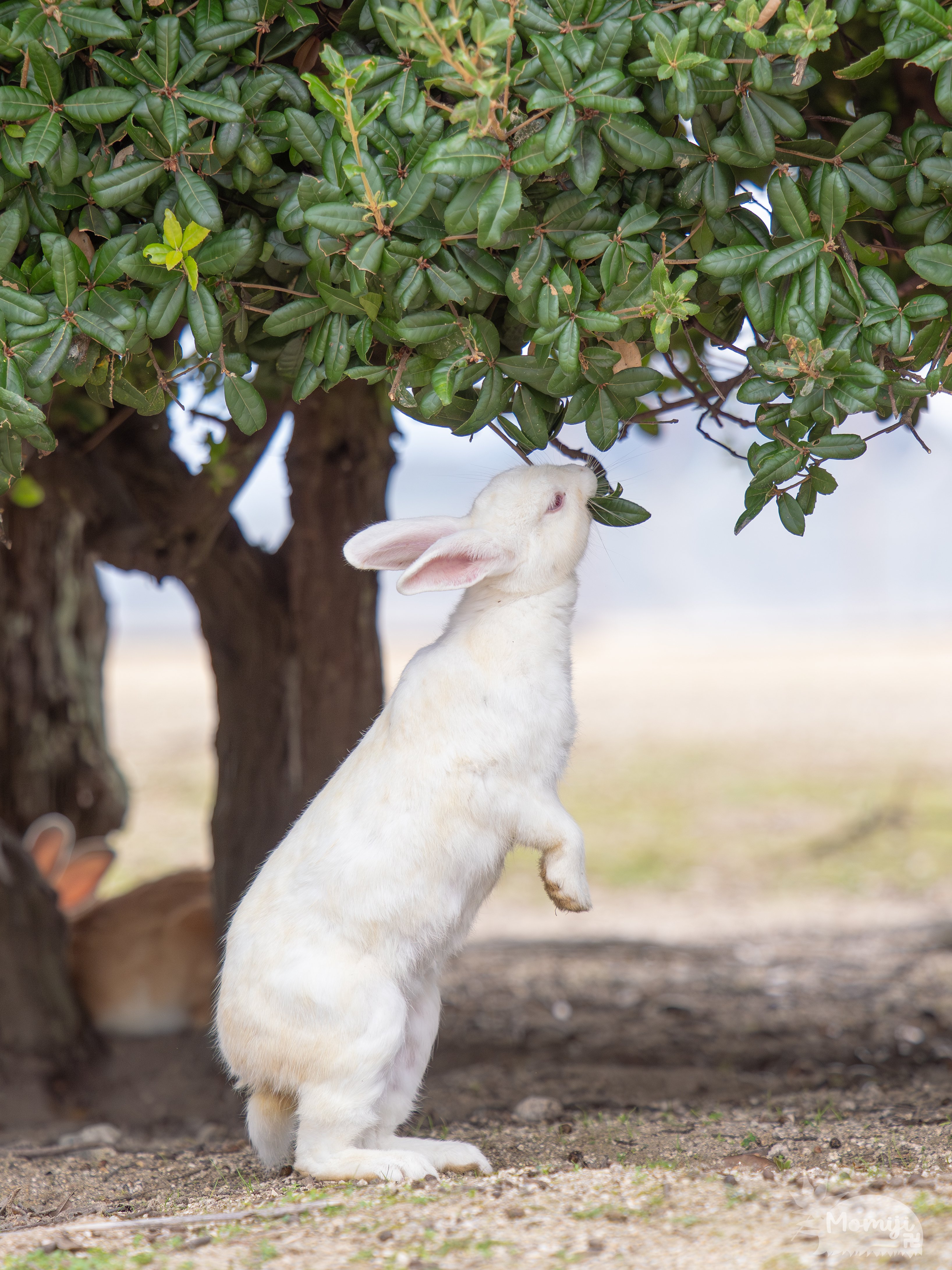 大久野島でウサギ撮影│50-200mm F2.8│OM SYSTEM｜もみじ卍ゅう