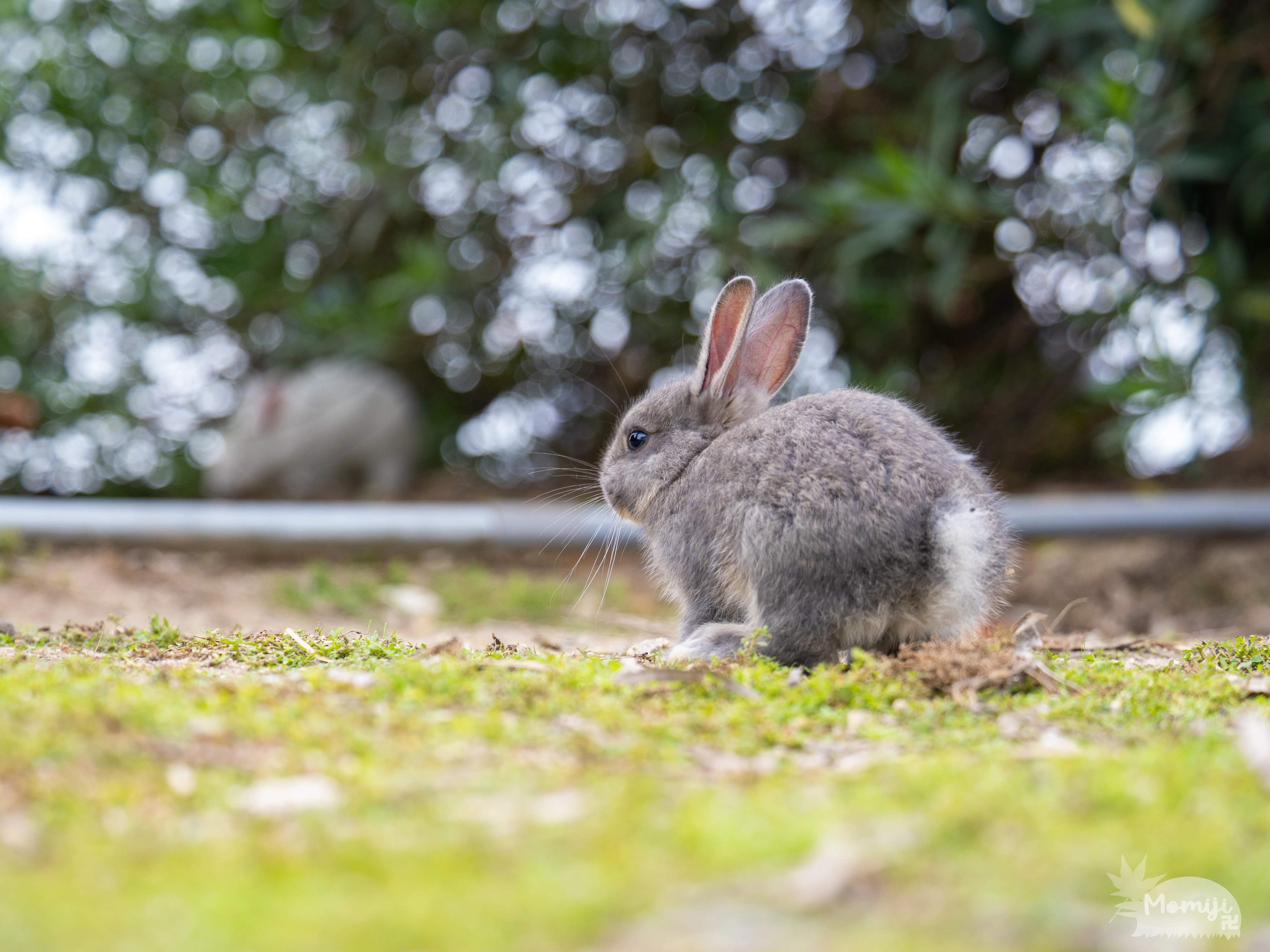 大久野島でウサギ撮影│50-200mm F2.8│OM SYSTEM｜もみじ卍ゅう