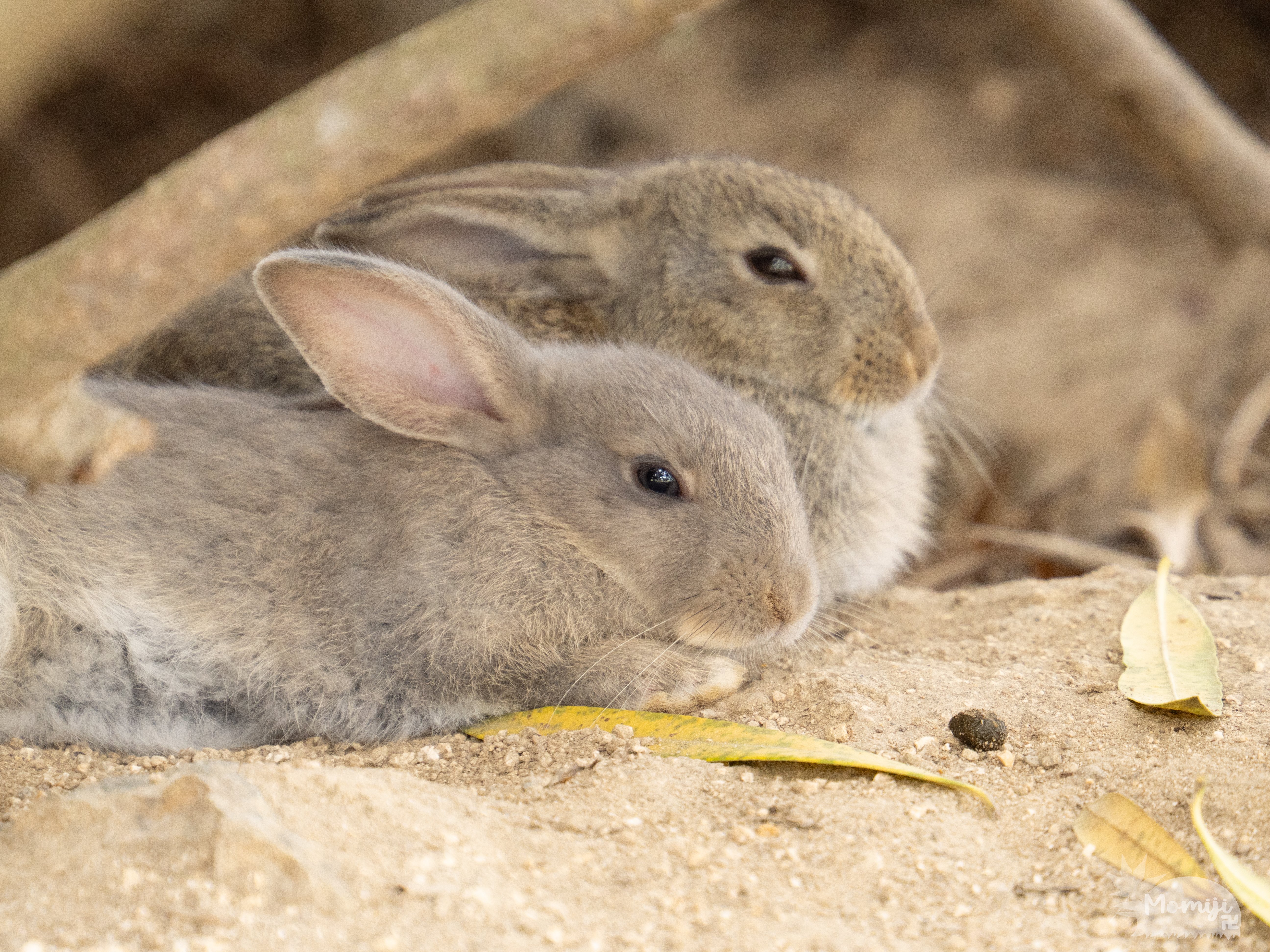 大久野島でウサギ撮影│50-200mm F2.8│OM SYSTEM｜もみじ卍ゅう