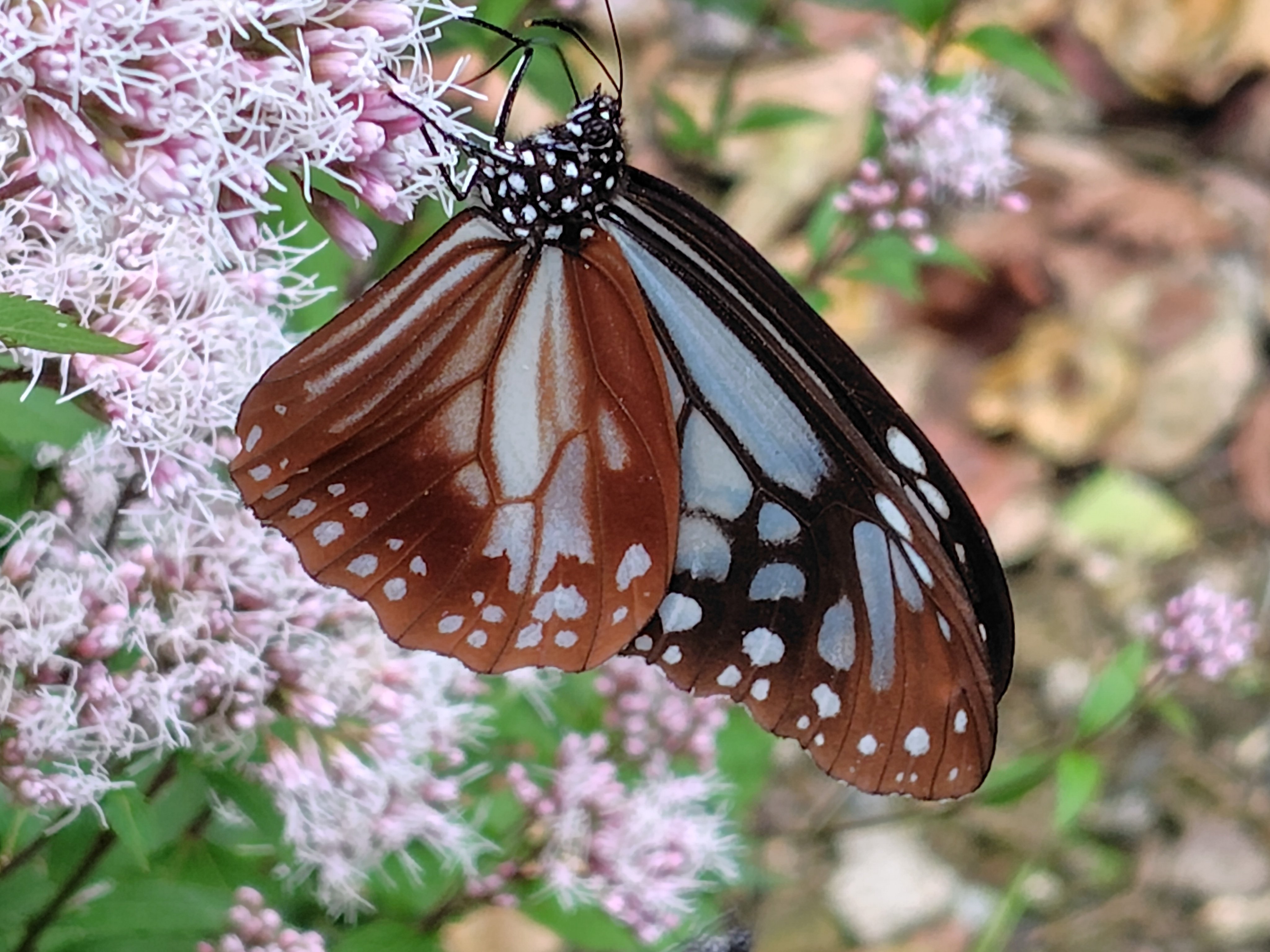 蝶の楽園にて旅する君と｜deepblue