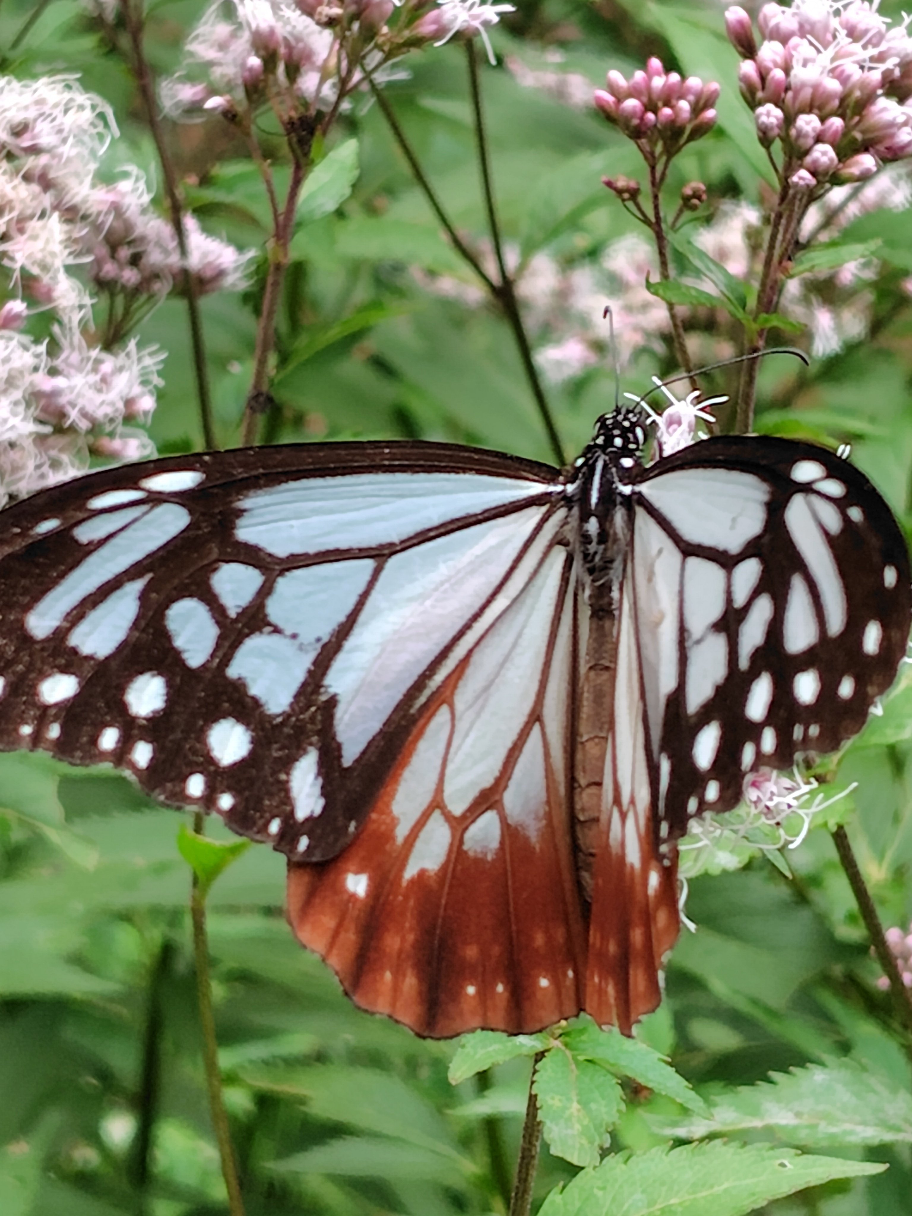 蝶の楽園にて旅する君と｜deepblue