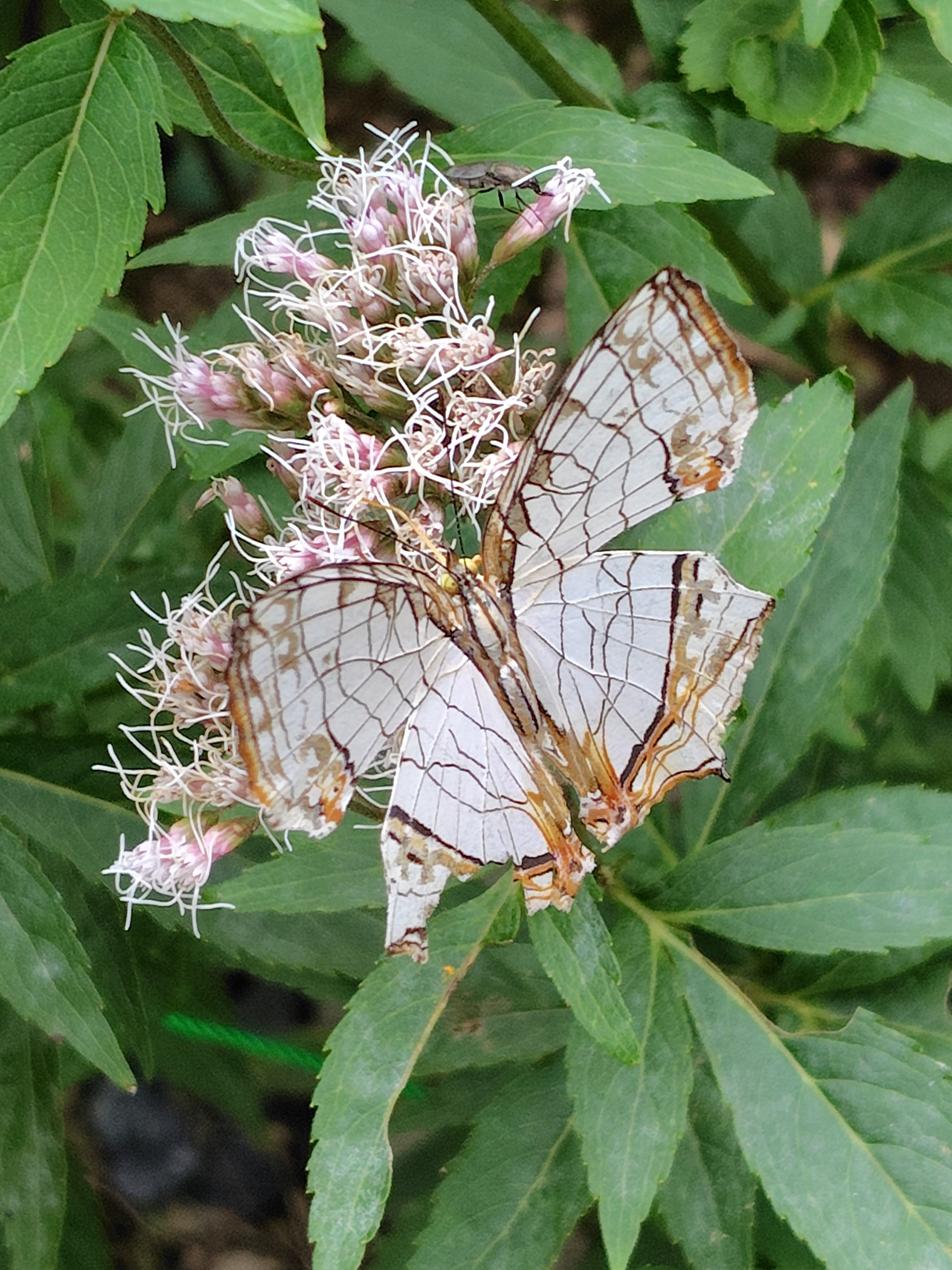 蝶の楽園にて旅する君と｜deepblue