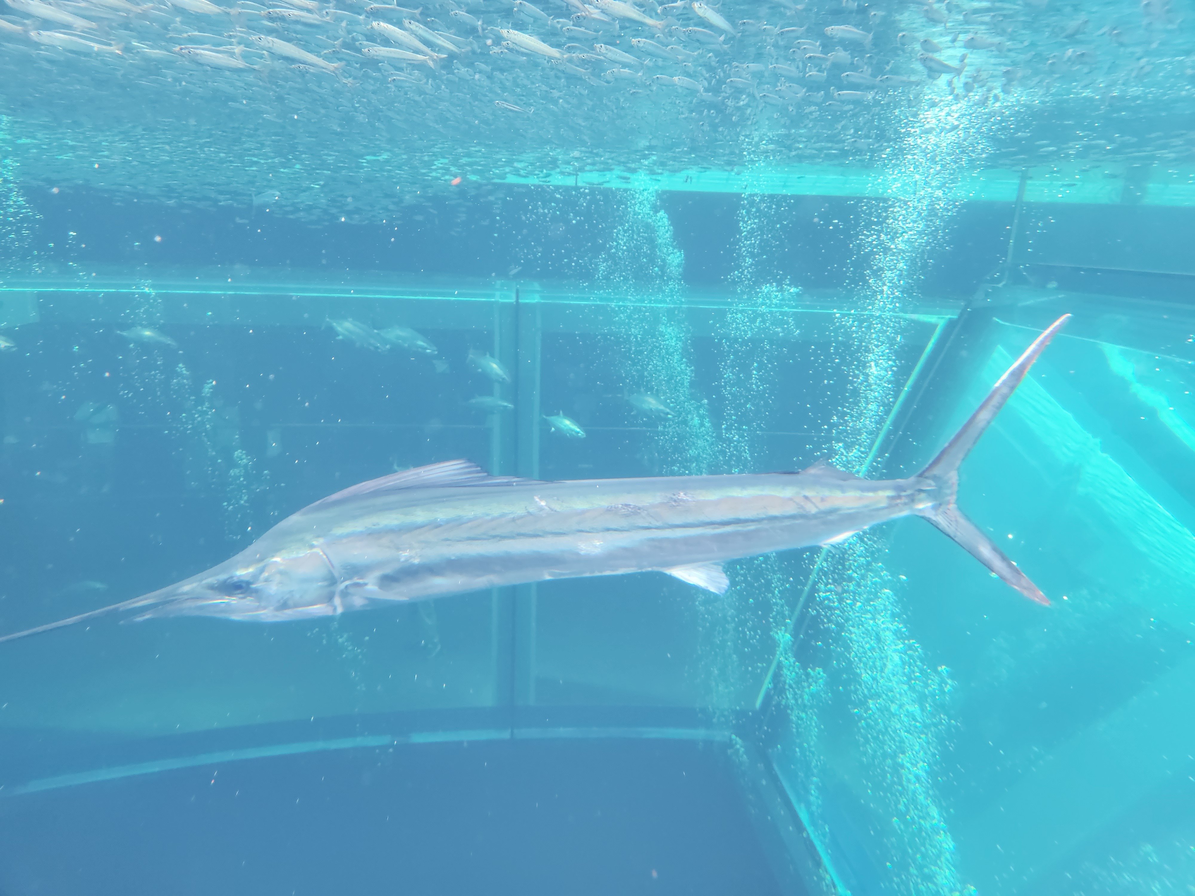 アクアマリンふくしま｜あおちどり