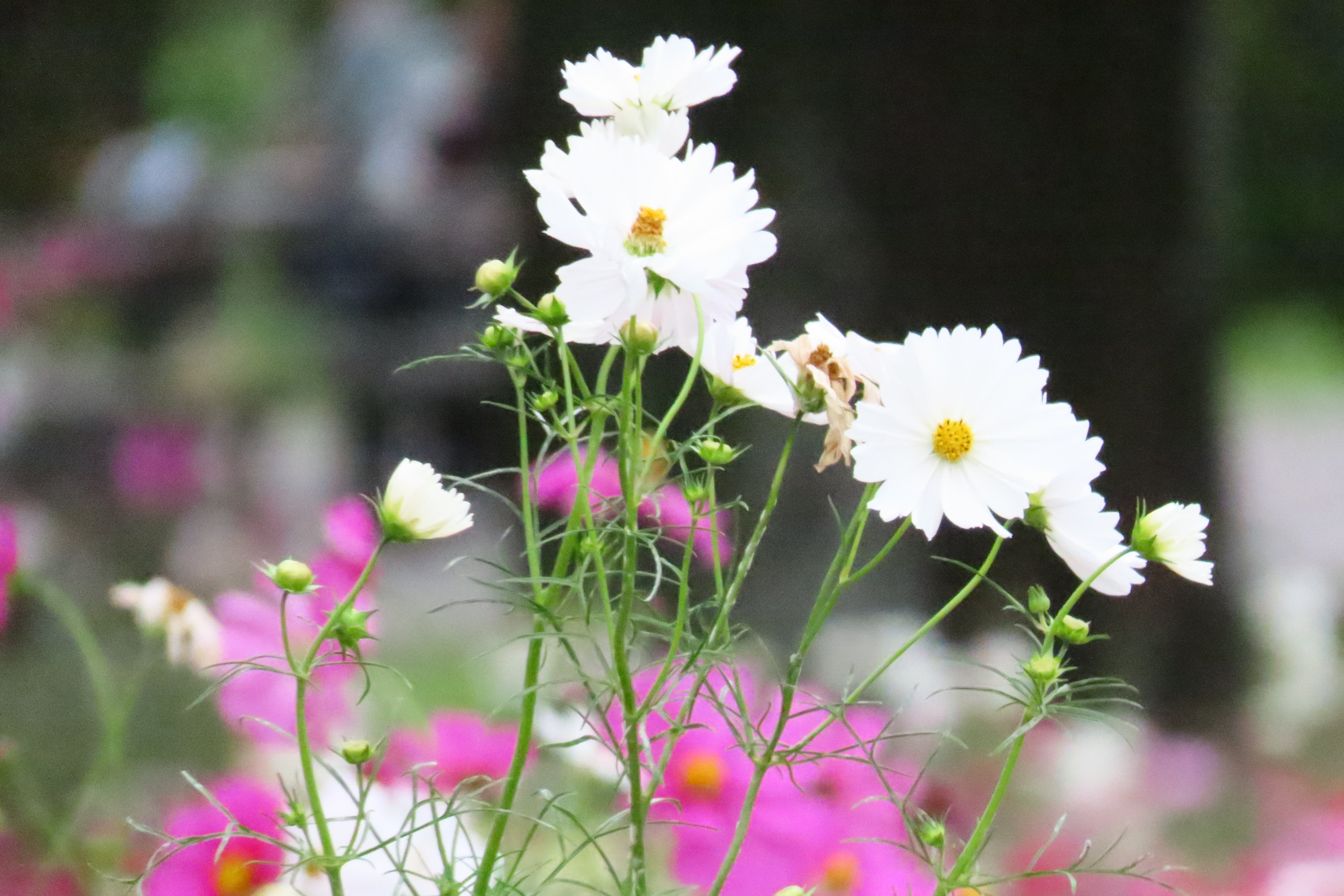 出し忘れのコスモス｜HRSD-note