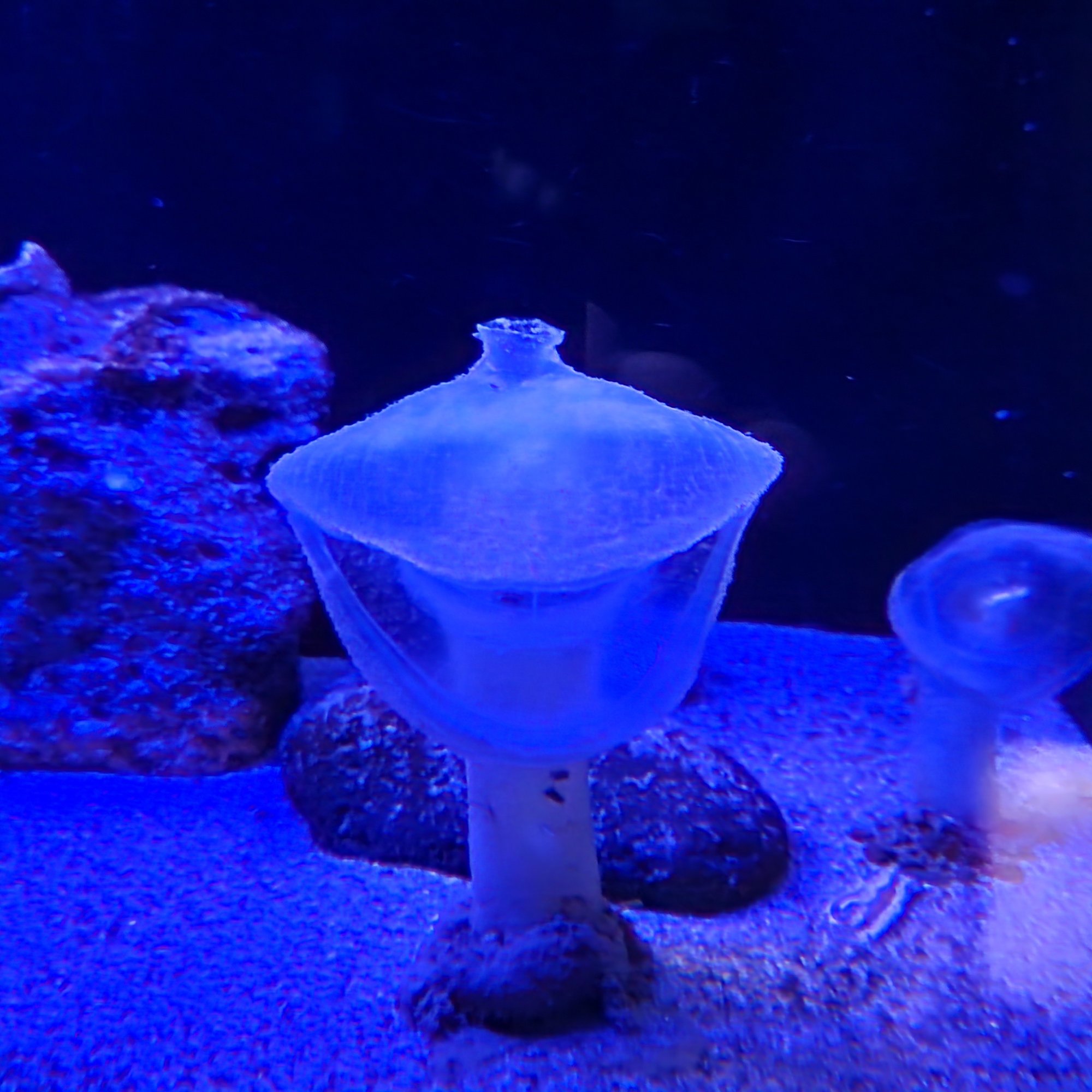 アクアマリンふくしま｜あおちどり