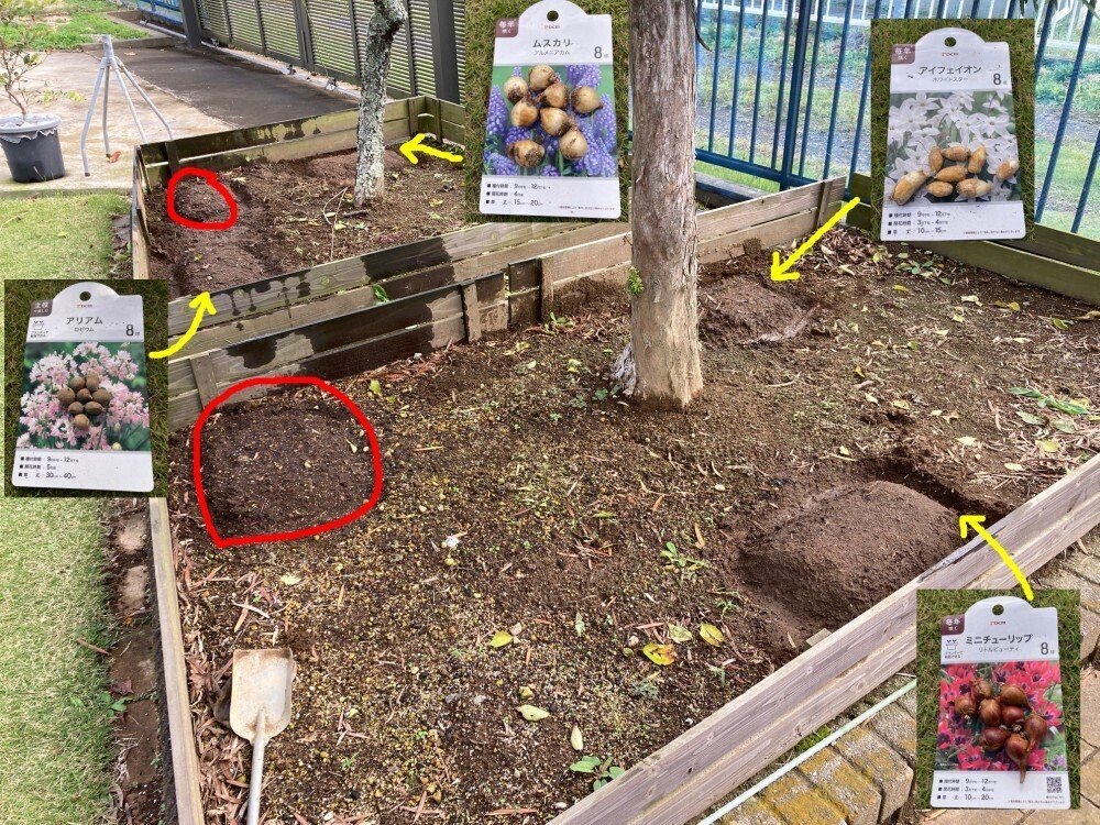 2026年向けの花球根の植付け｜Fire-Shirousa