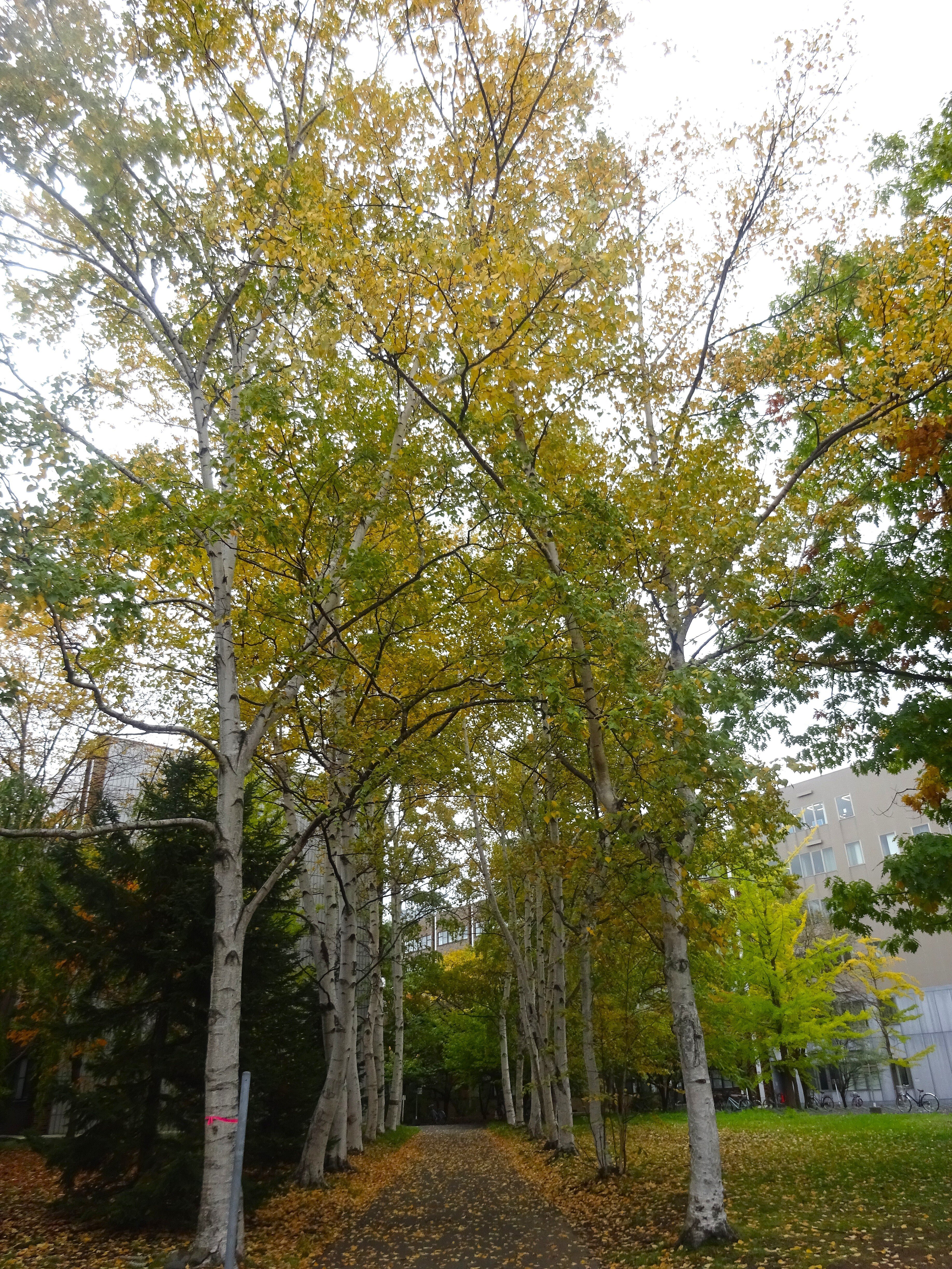 北海道大学銀杏並木&紅葉(2025.10.26)|北海道さっぽろ観光案内所 北海道大学銀杏並木&紅葉(2025.10.26)|北海道さっぽろ観光案内所