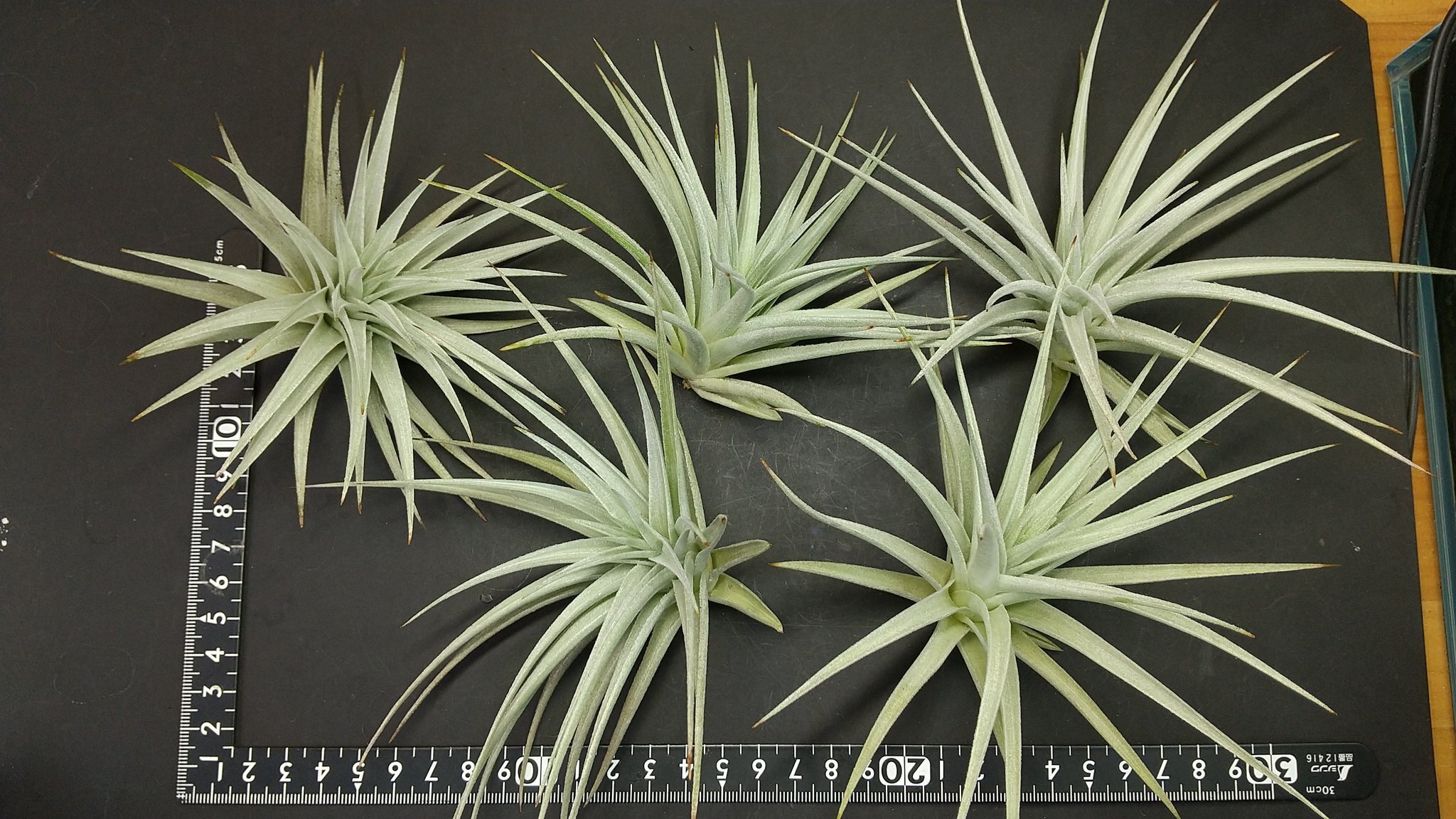 チランジア入荷リスト10/22｜NatureGarden🌿神田