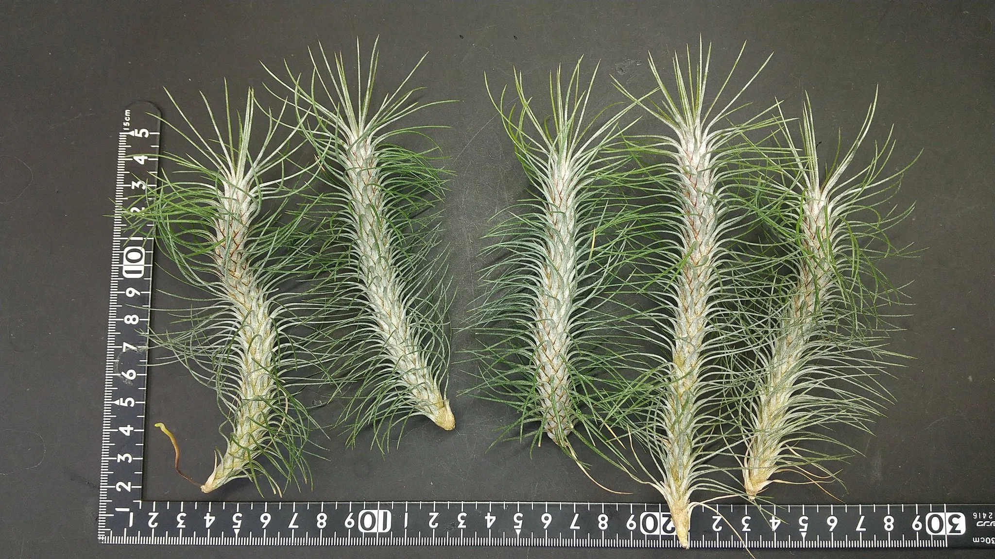 チランジア入荷リスト10/22｜NatureGarden🌿神田