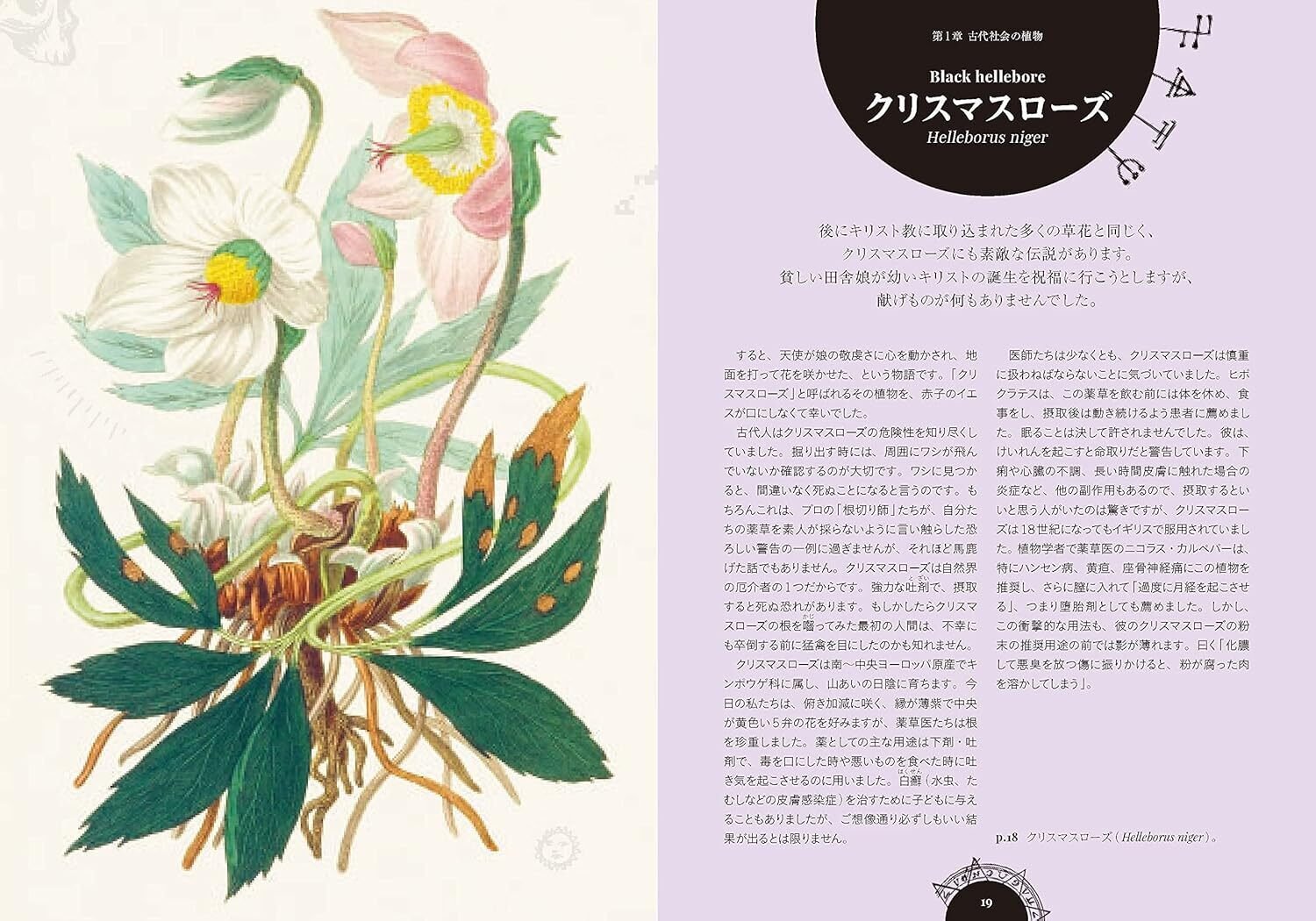 100日のアートブック 36日目 「魔女の庭 不思議な薬草事典