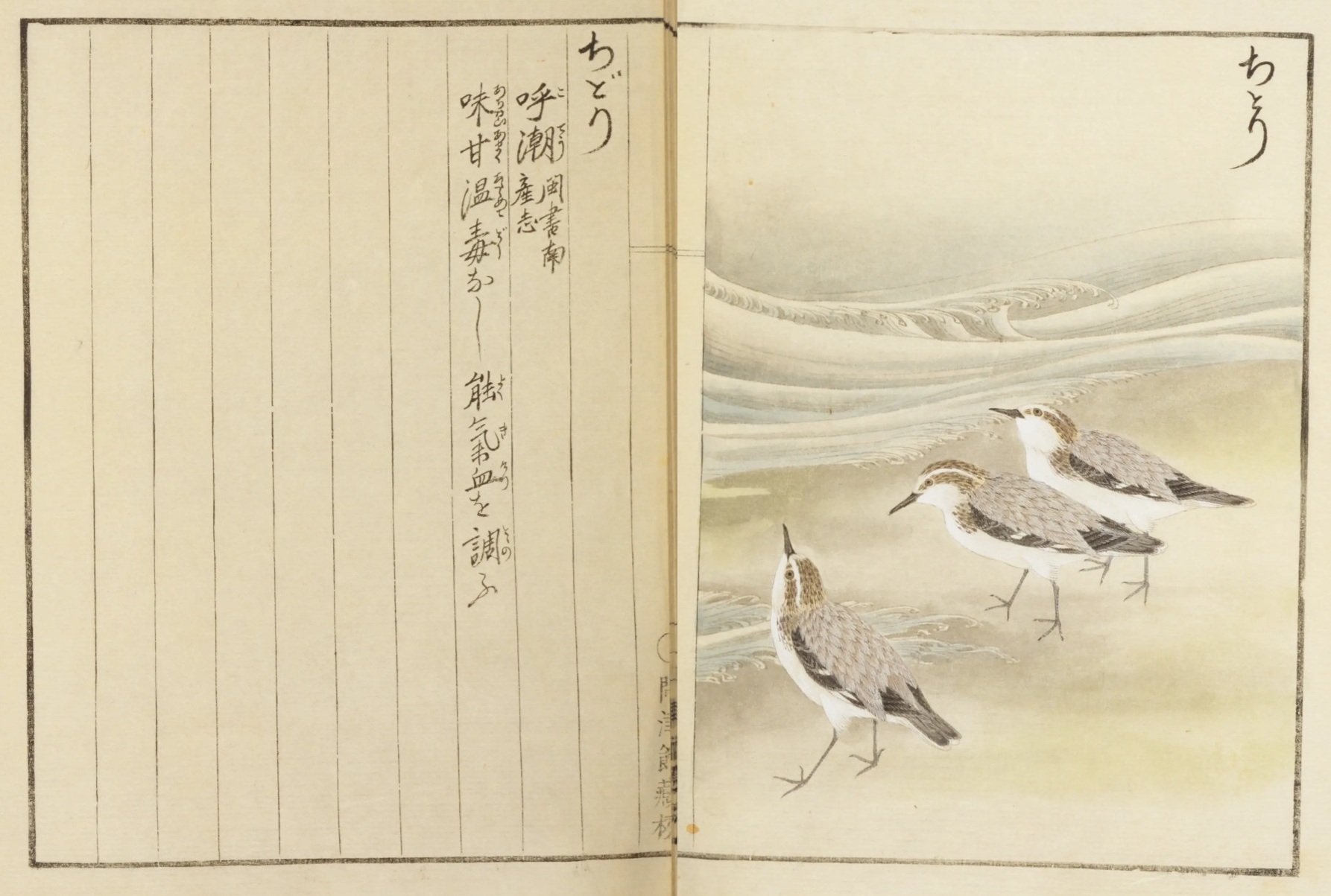 鳥図鑑】華鳥譜（13）ちどり／う｜mominaina