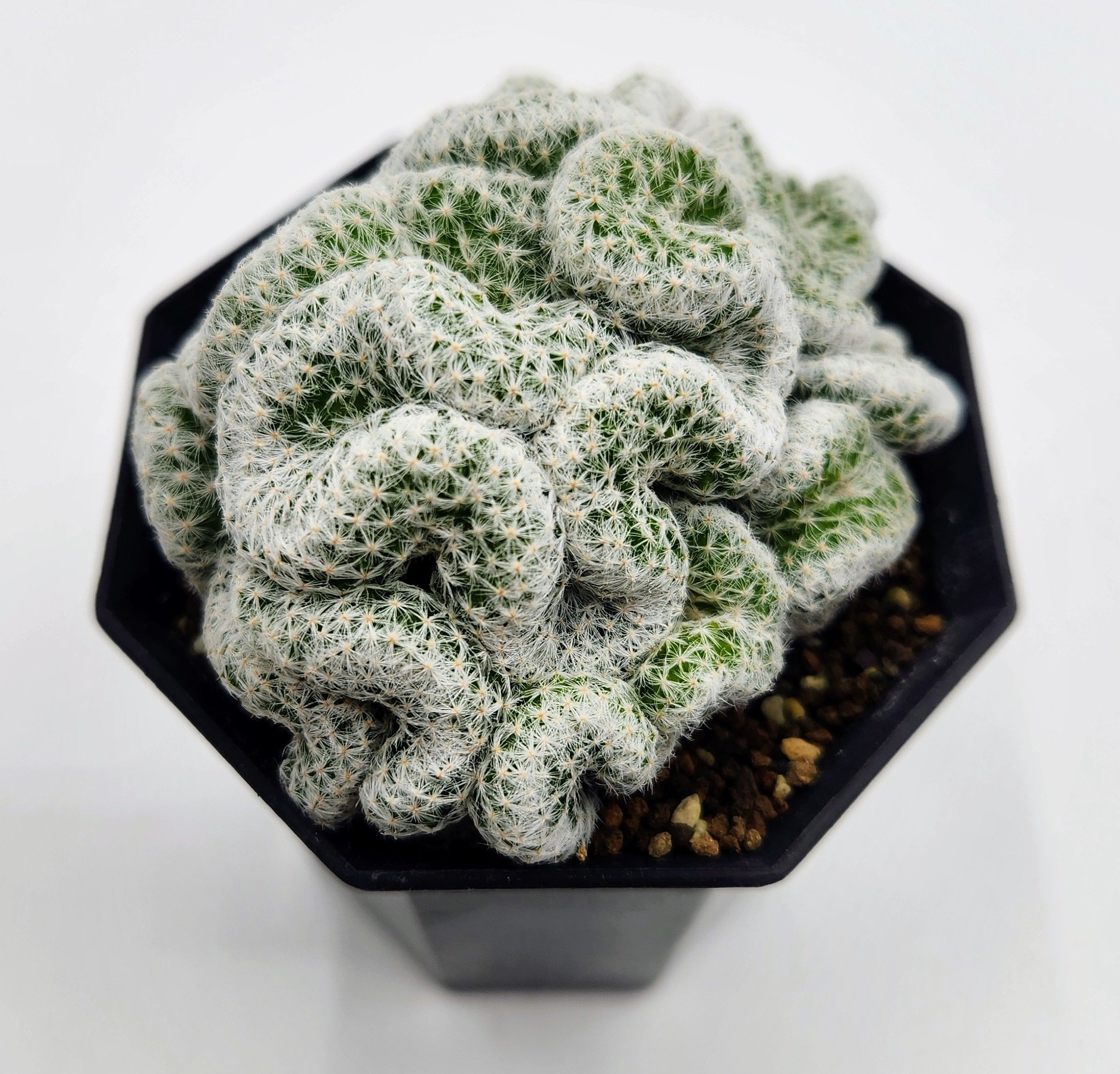 姫春星 綴化の育て方｜繊細なうねりが美しいサボテン🌵｜多肉と