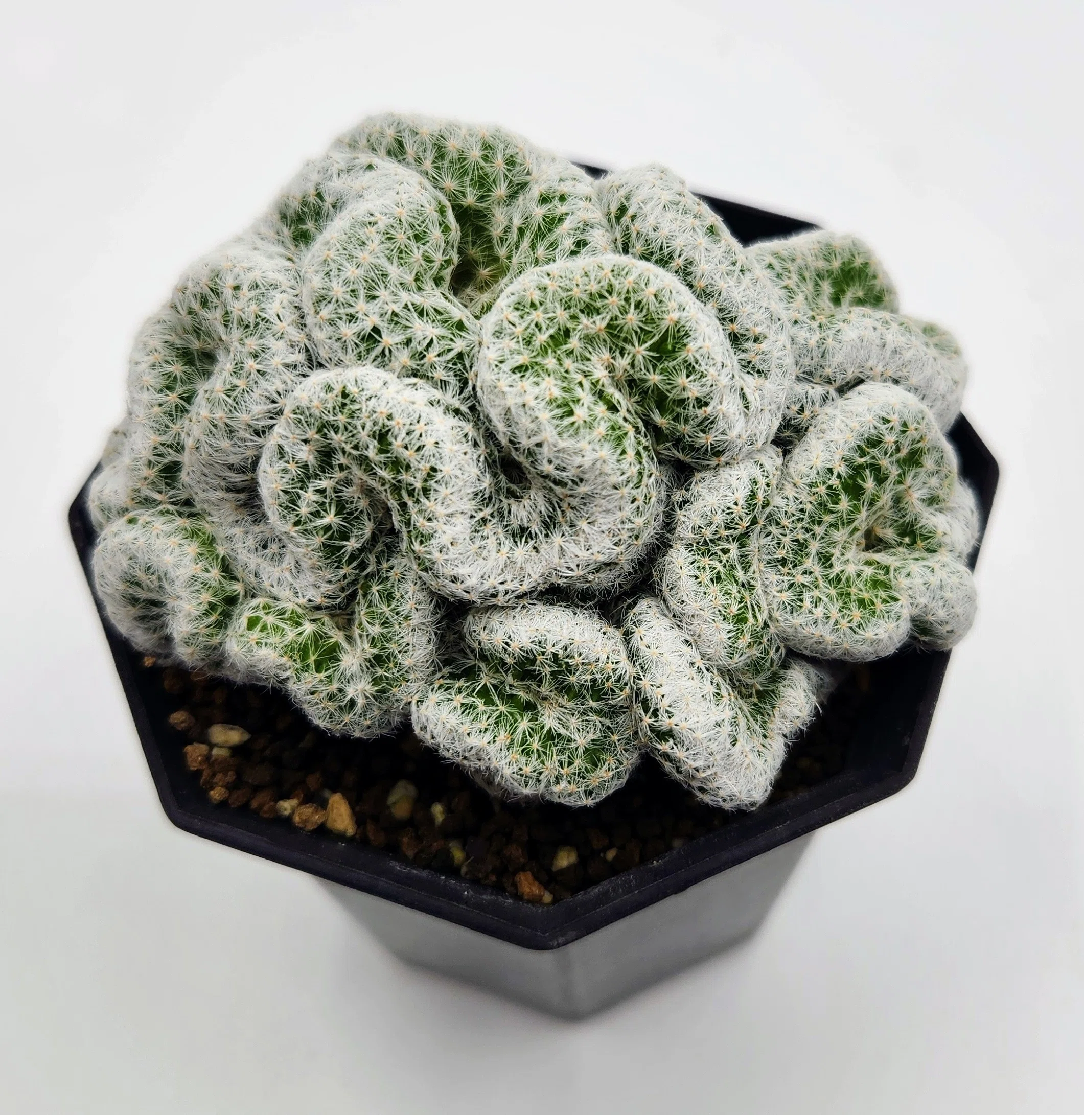 姫春星 綴化の育て方｜繊細なうねりが美しいサボテン🌵｜多肉と