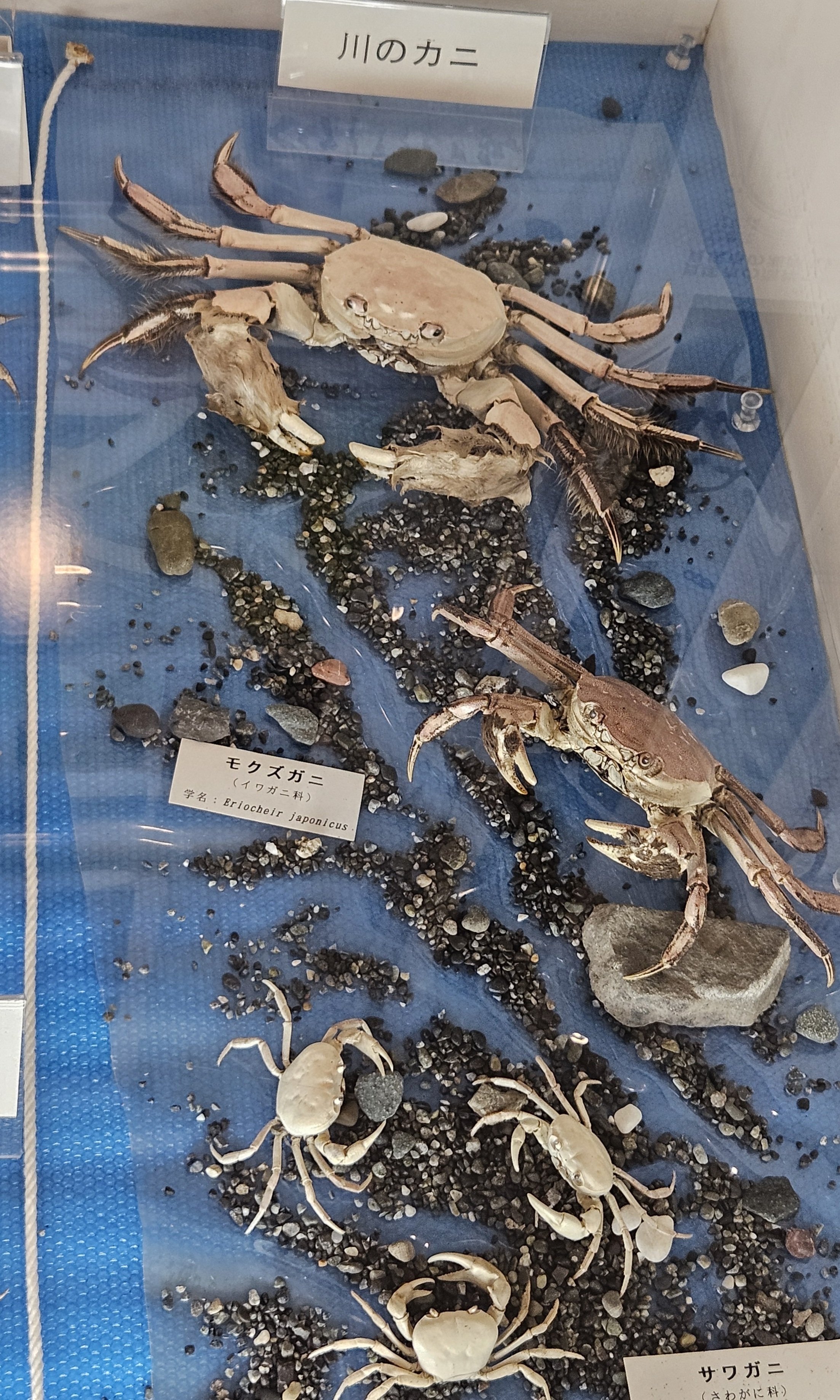 全国自然博物館の旅【70】貝塚市立自然遊学館｜美原さつき