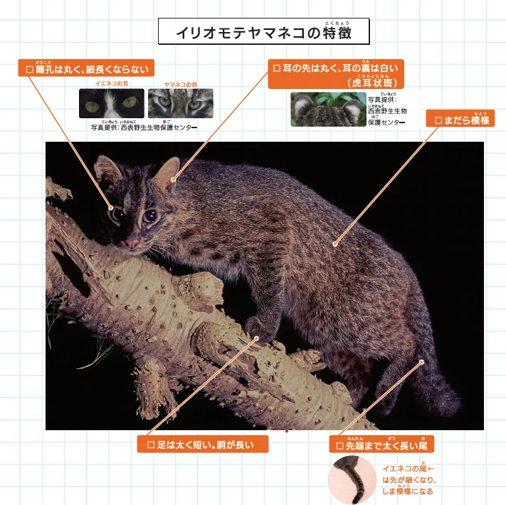 イリオモテヤマネコとは?|yamanekopatrol