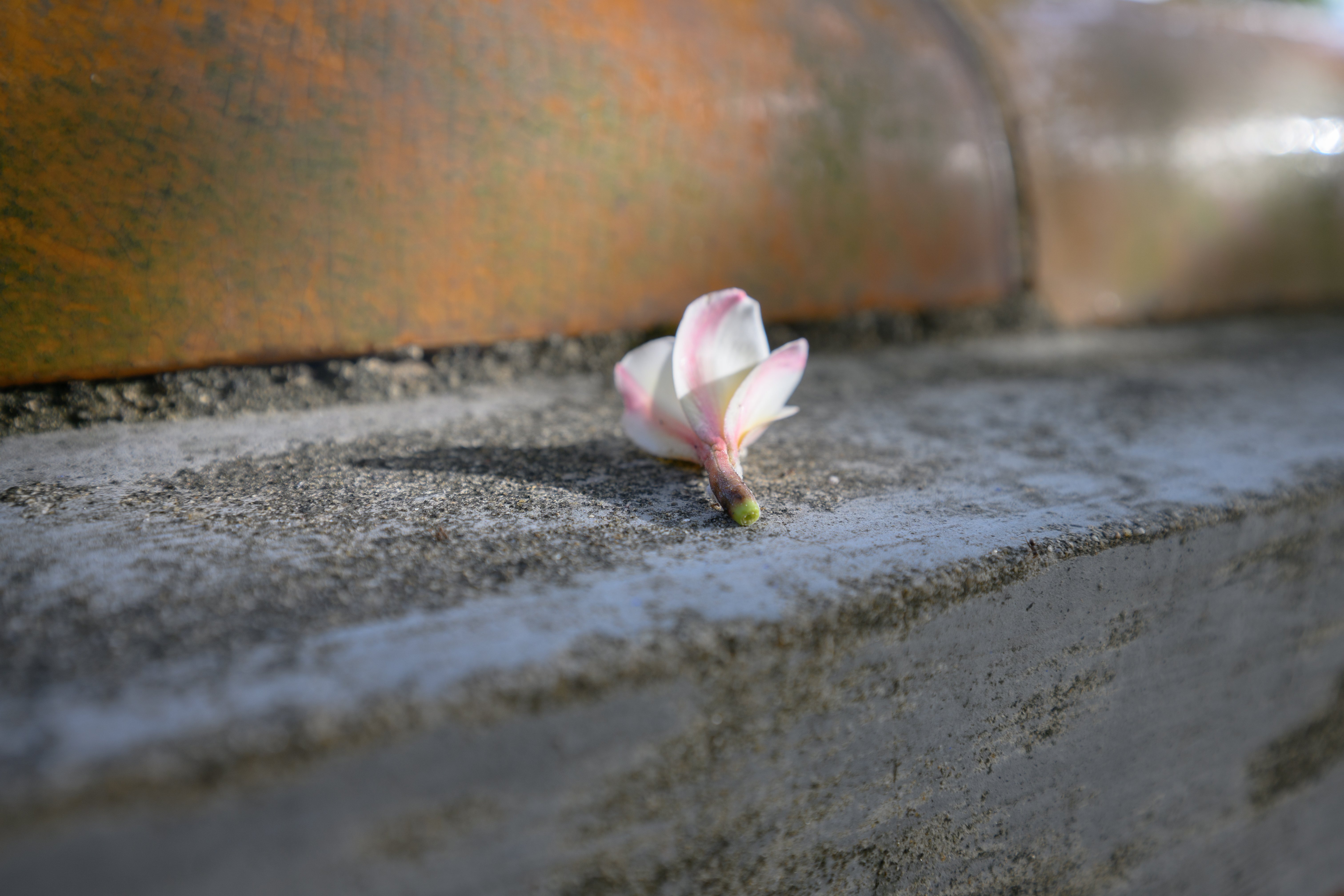 写真集】ベトナム・フエ 古都に咲く花と珈琲｜森山ゆりこ │ 会社員