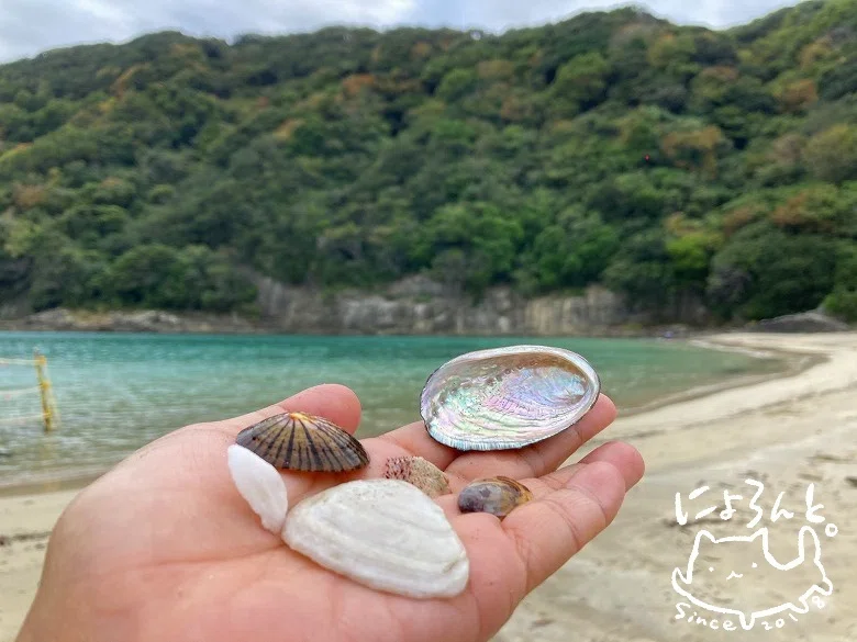 岩浜で拾える貝殻がいろいろ！東伊豆・鍋田浜でのんびり