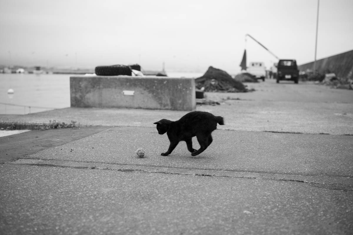 054 cats / SONY α7Ⅳ 〜 外猫さんのお遊び 〜｜Yurihiro Yoshida