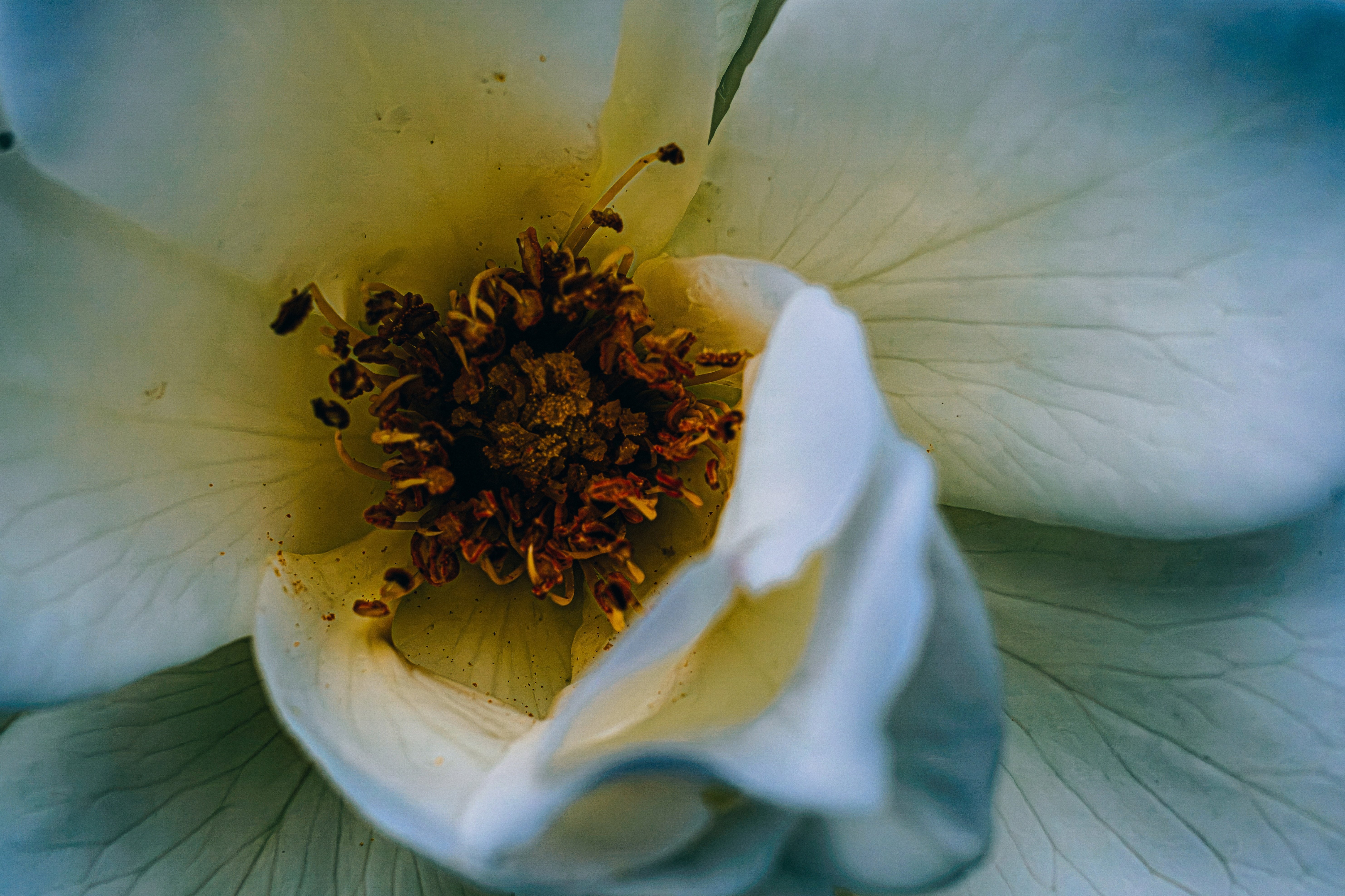愛は荒野に咲く薔薇の花｜どいしゅんすけ