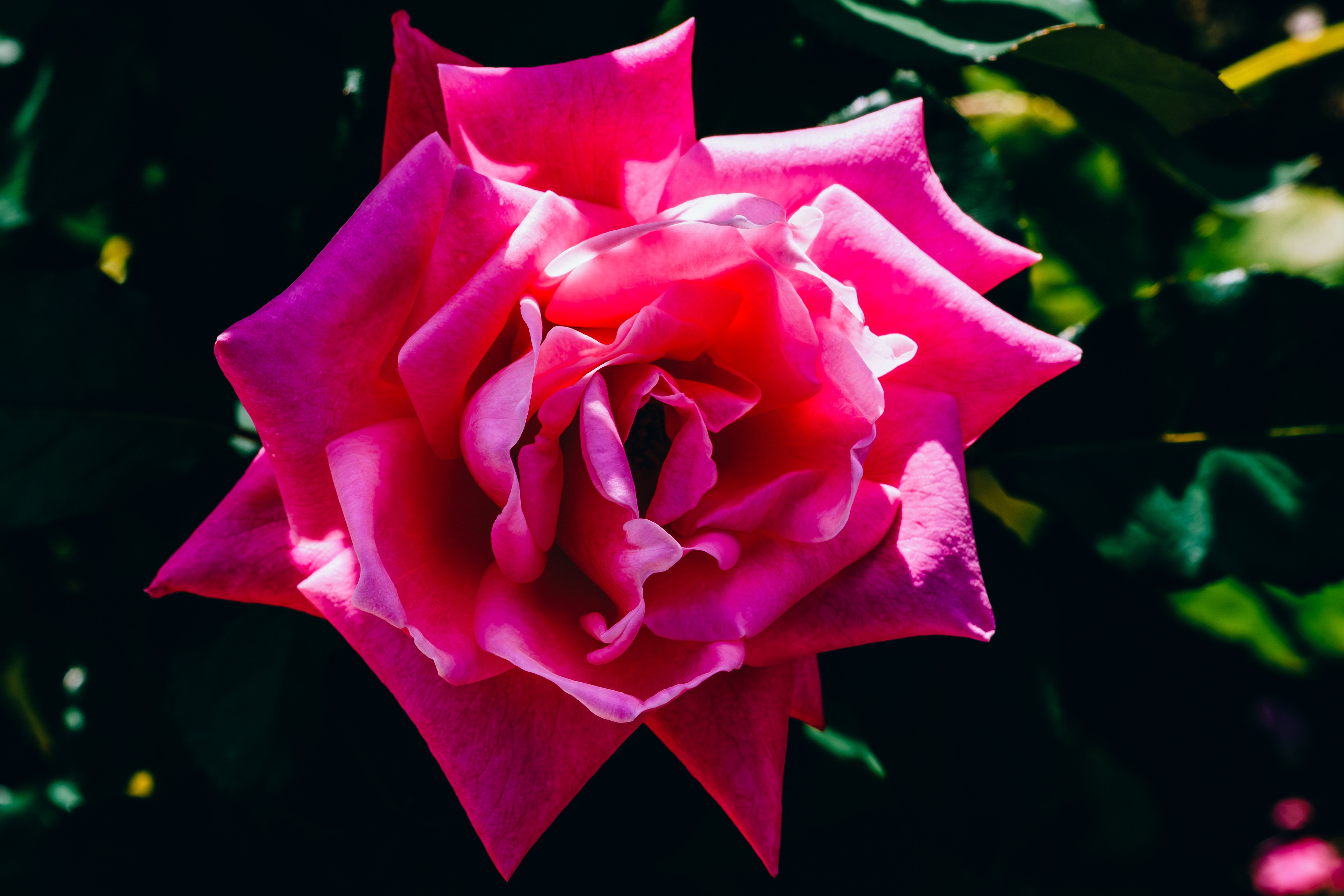 愛は荒野に咲く薔薇の花｜どいしゅんすけ