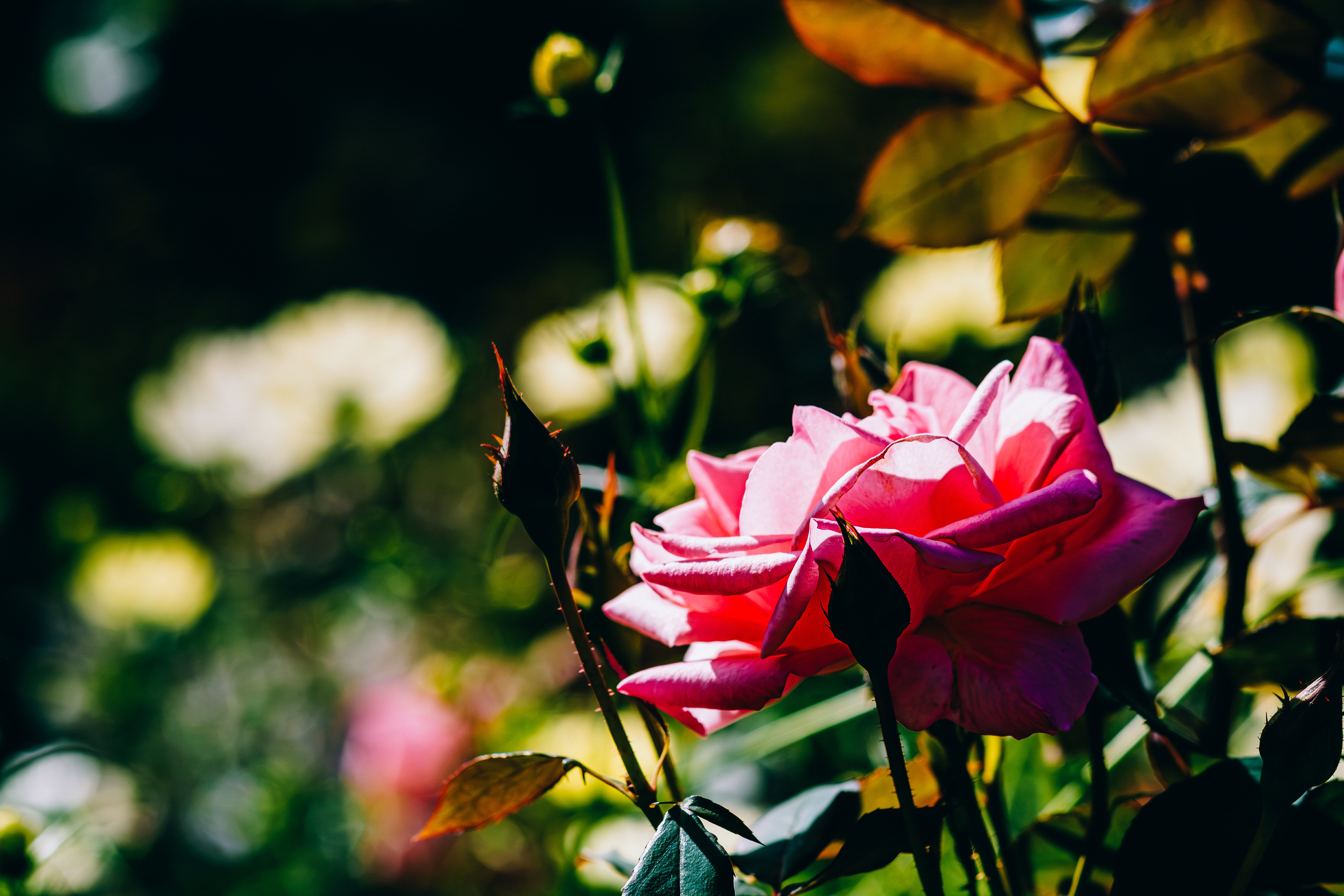 愛は荒野に咲く薔薇の花｜どいしゅんすけ