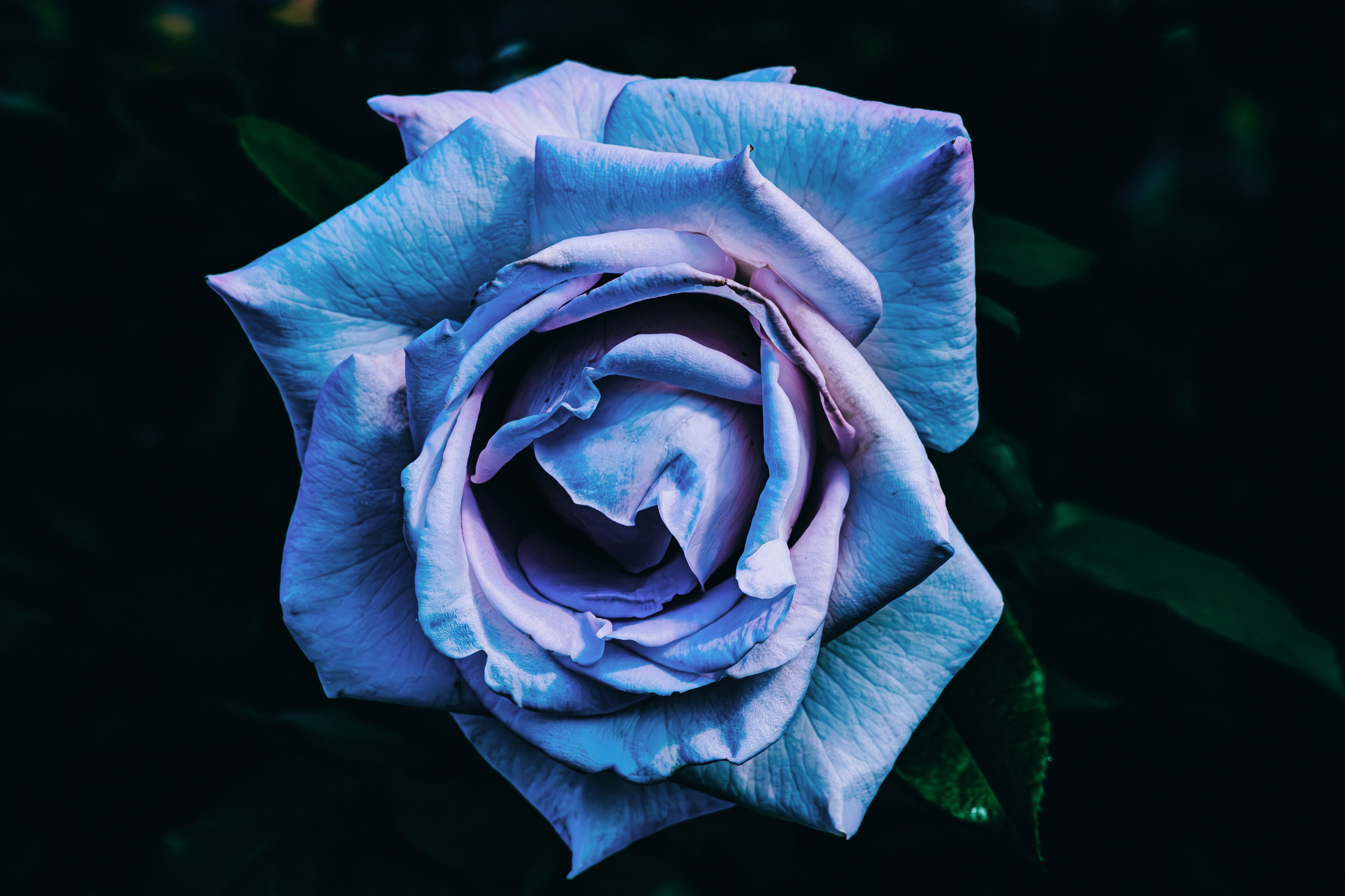 愛は荒野に咲く薔薇の花｜どいしゅんすけ