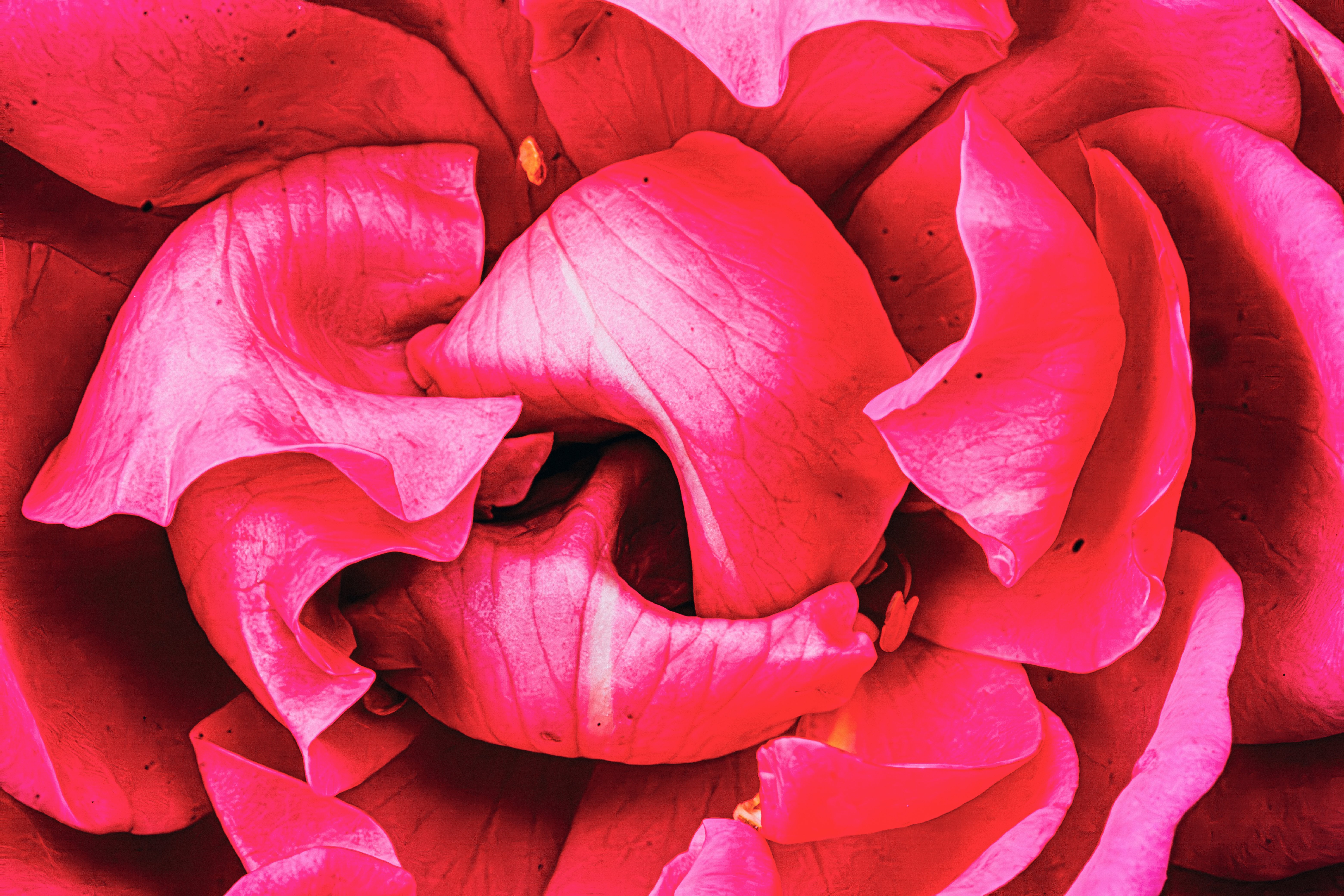 愛は荒野に咲く薔薇の花｜どいしゅんすけ