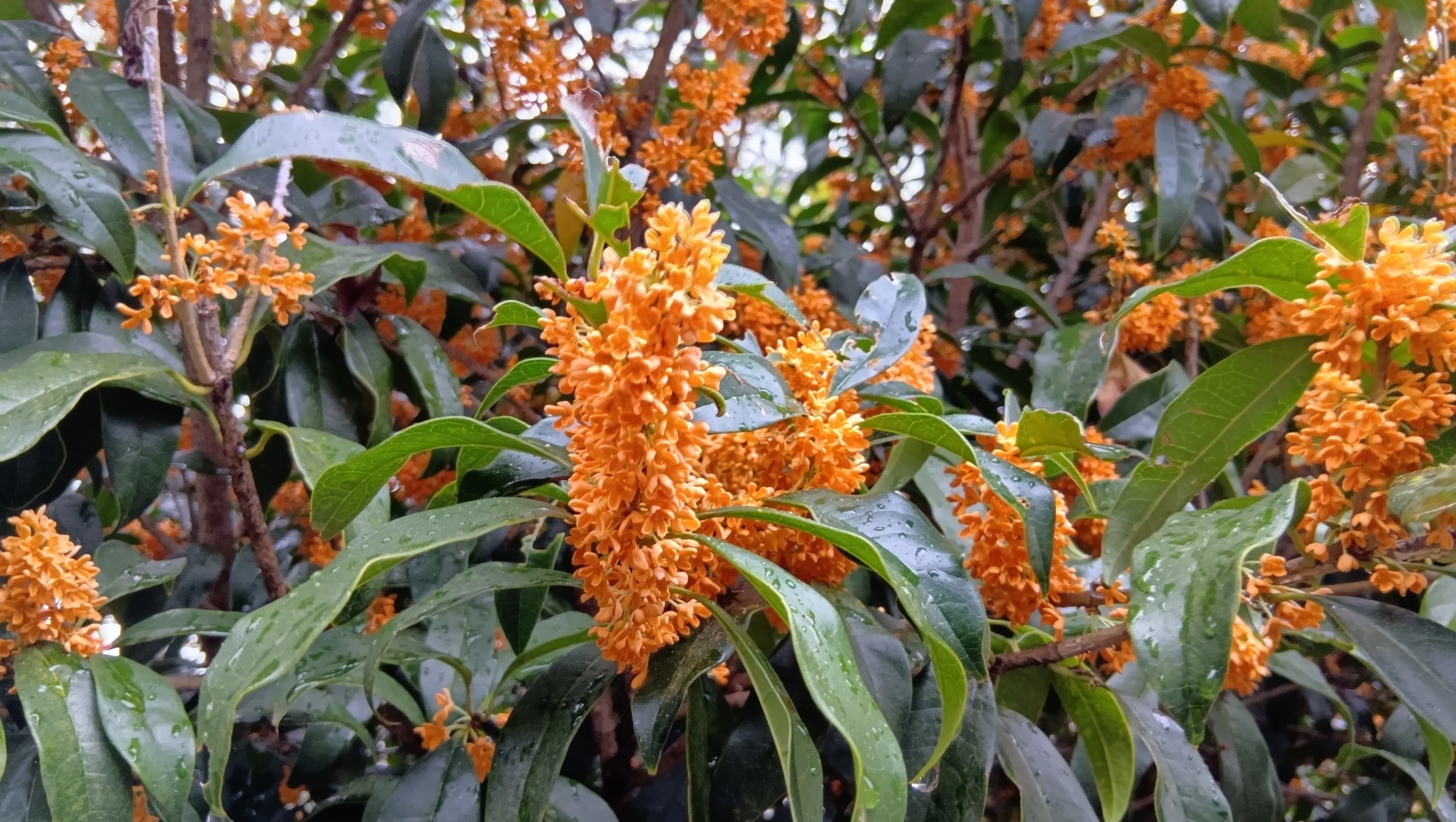金木犀 大樹あり、茂みあり、お茶も｜haruka