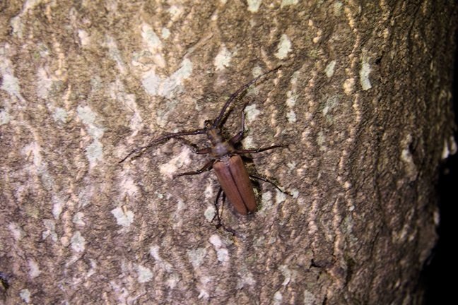 トゲムネウスバカミキリムシ　1981年採集 トゲムネウスバカミキリムシ 1981年採集 トゲムネウスバ