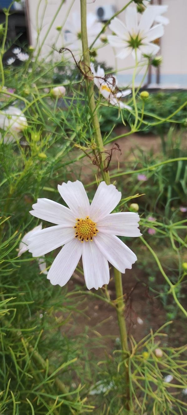 コスモス（白の静けさ）｜高瀬浩之