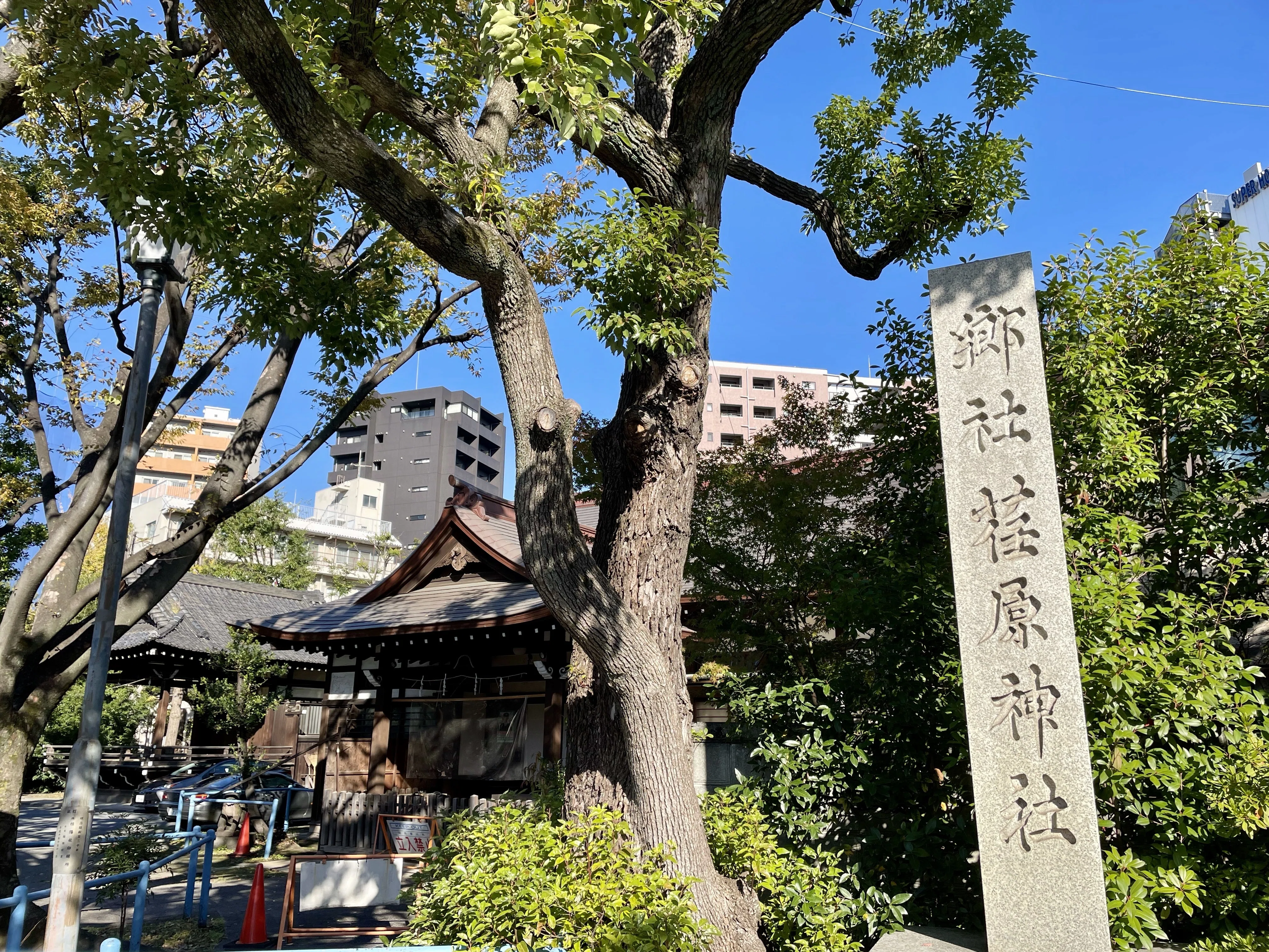 🕊 屋根から覗く龍神様の迫力！｜荏原神社｜霊峰富士 龍の女神 夜空希