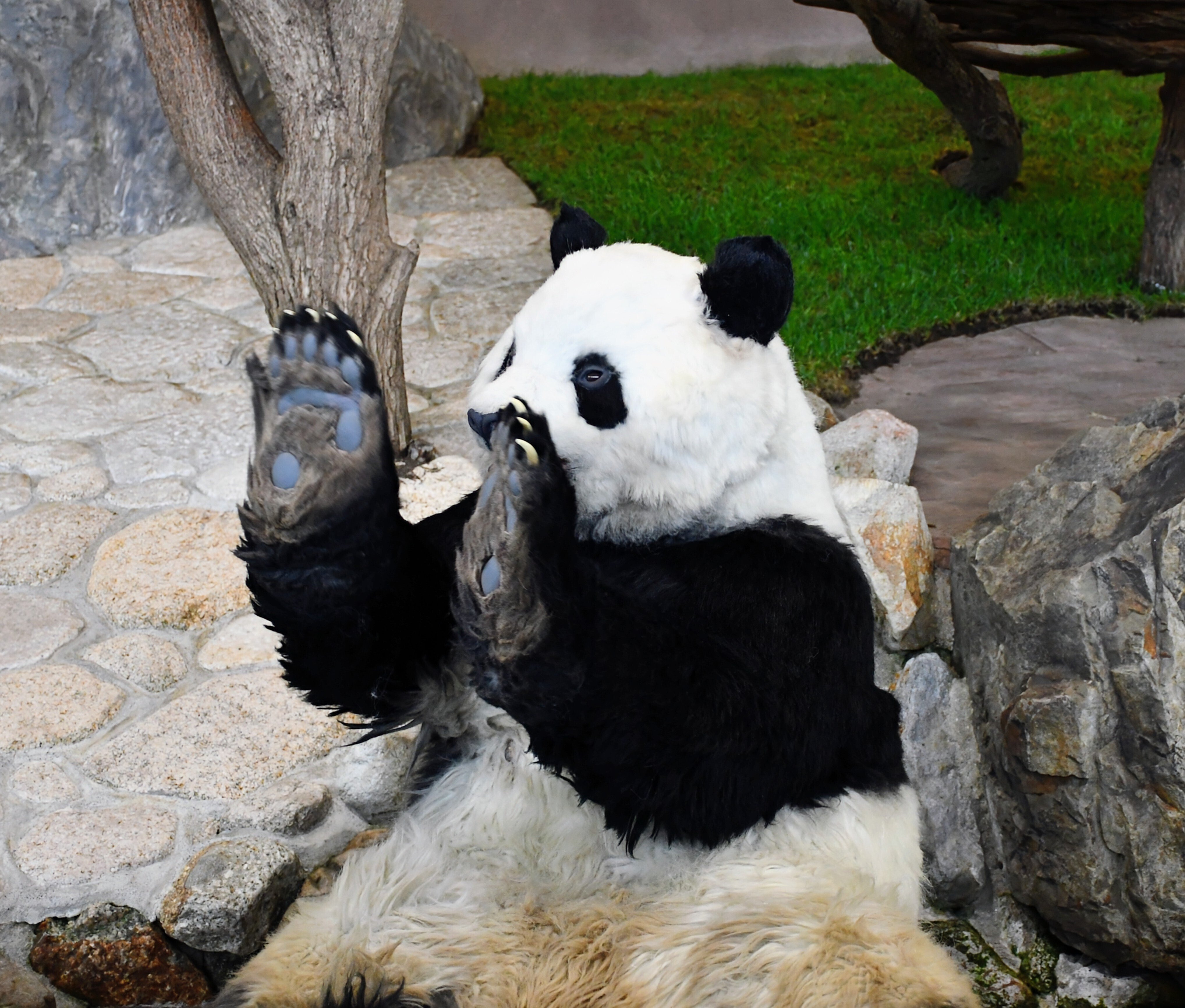 PANDA LOVE CLUB🩷感謝DAY ADVENTURE WORLD🎡｜りこひん