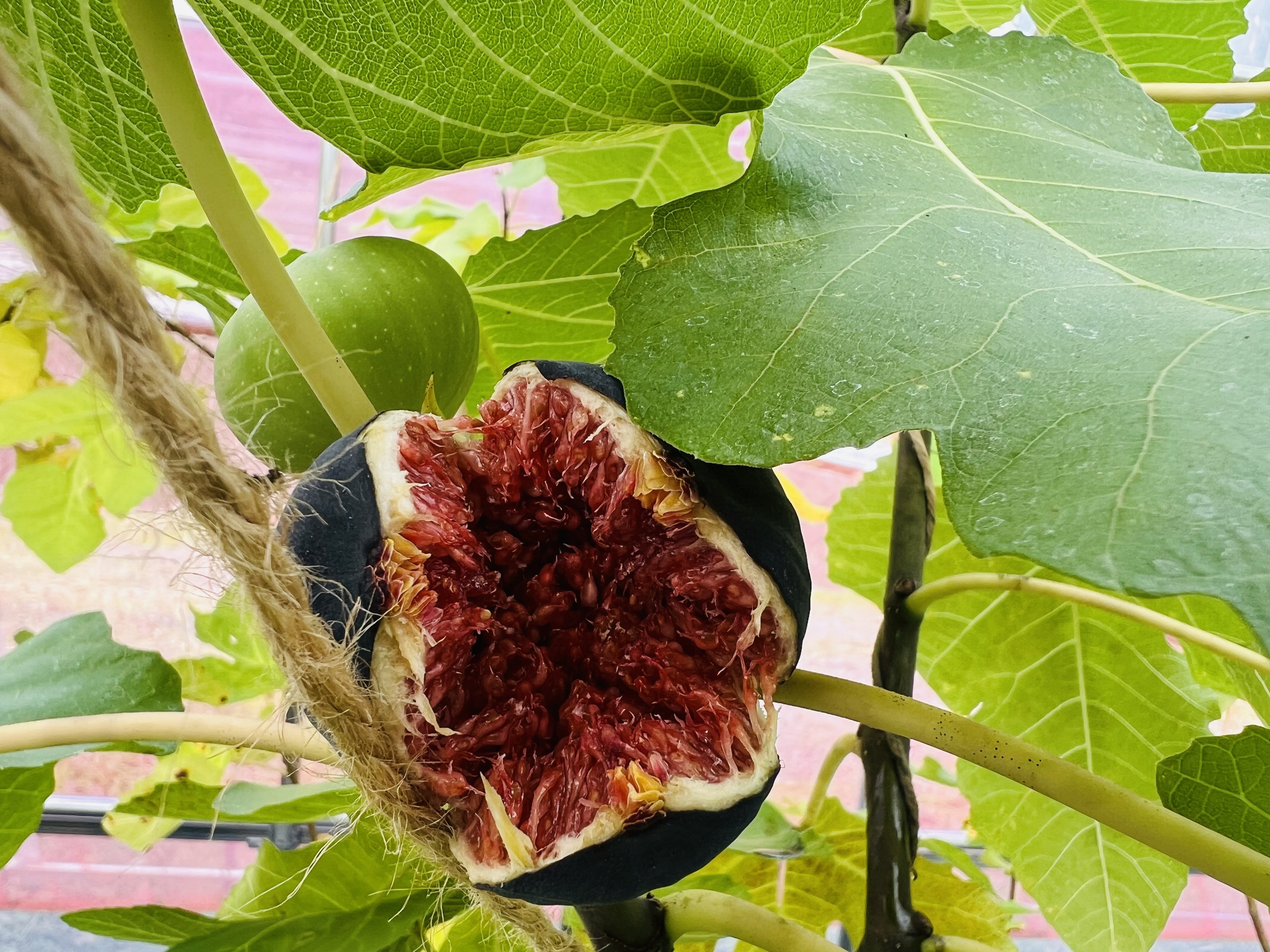 ビオレの収穫祭｜＜ 京都黒いちじく ＞ 大槻ブランド